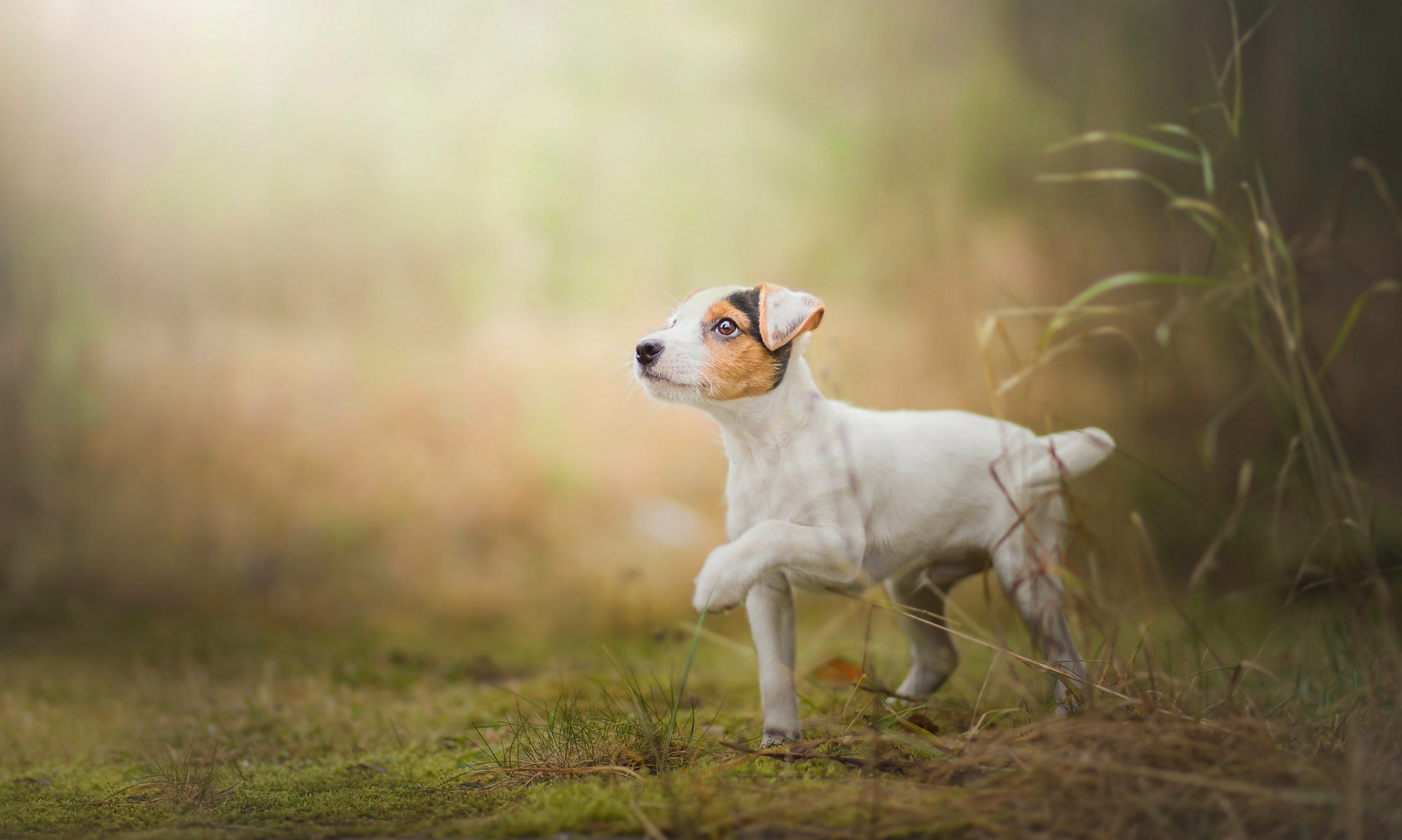 Free download wallpaper Dogs, Dog, Animal, Puppy, Jack Russell Terrier on your PC desktop