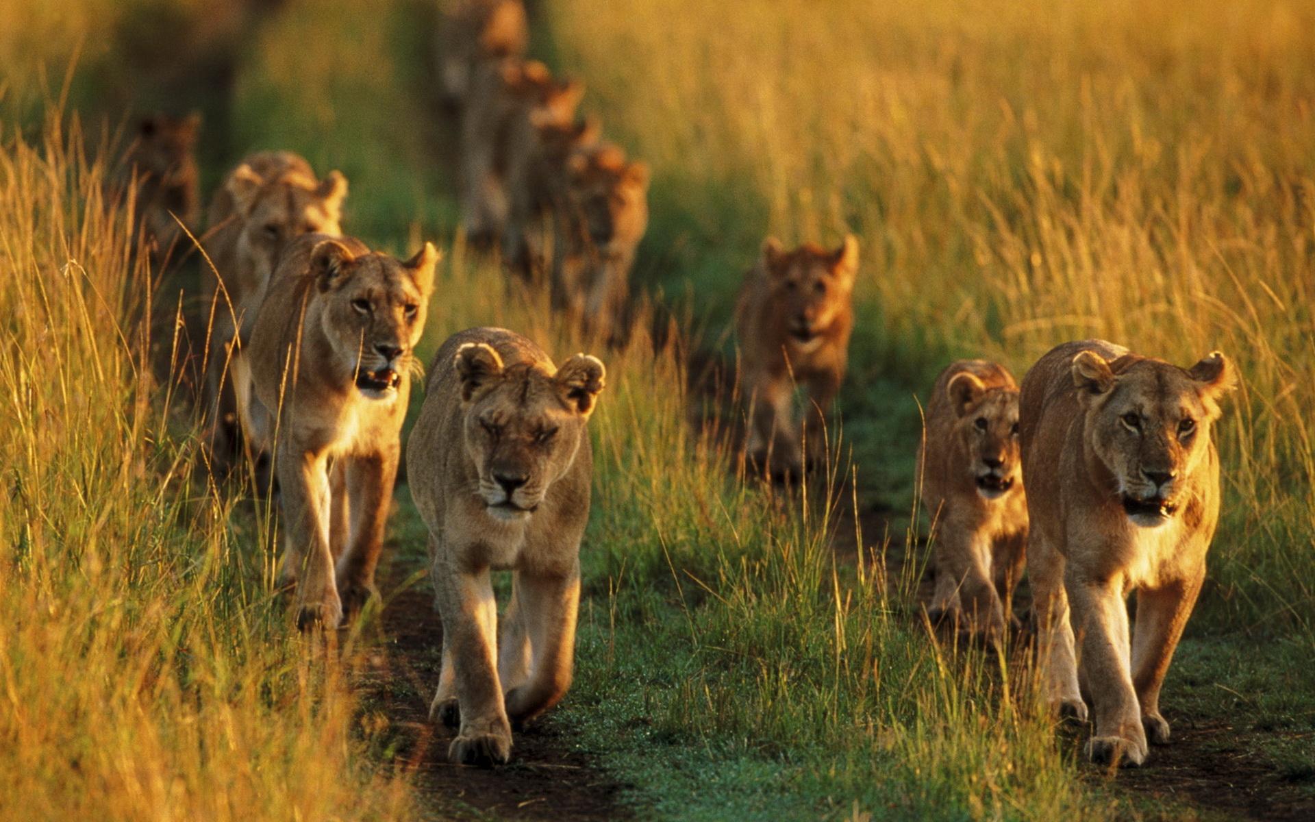 Téléchargez des papiers peints mobile Animaux, Chats, Lion gratuitement.