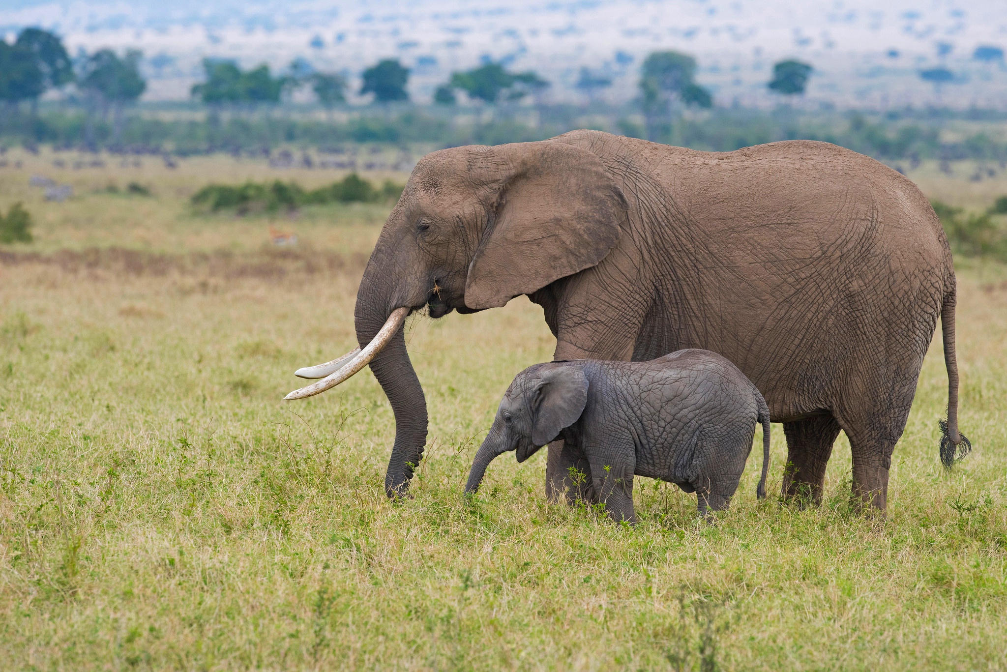 Baixar papel de parede para celular de Animais, Elefantes, Animal Bebê, Elefante Da Savana gratuito.