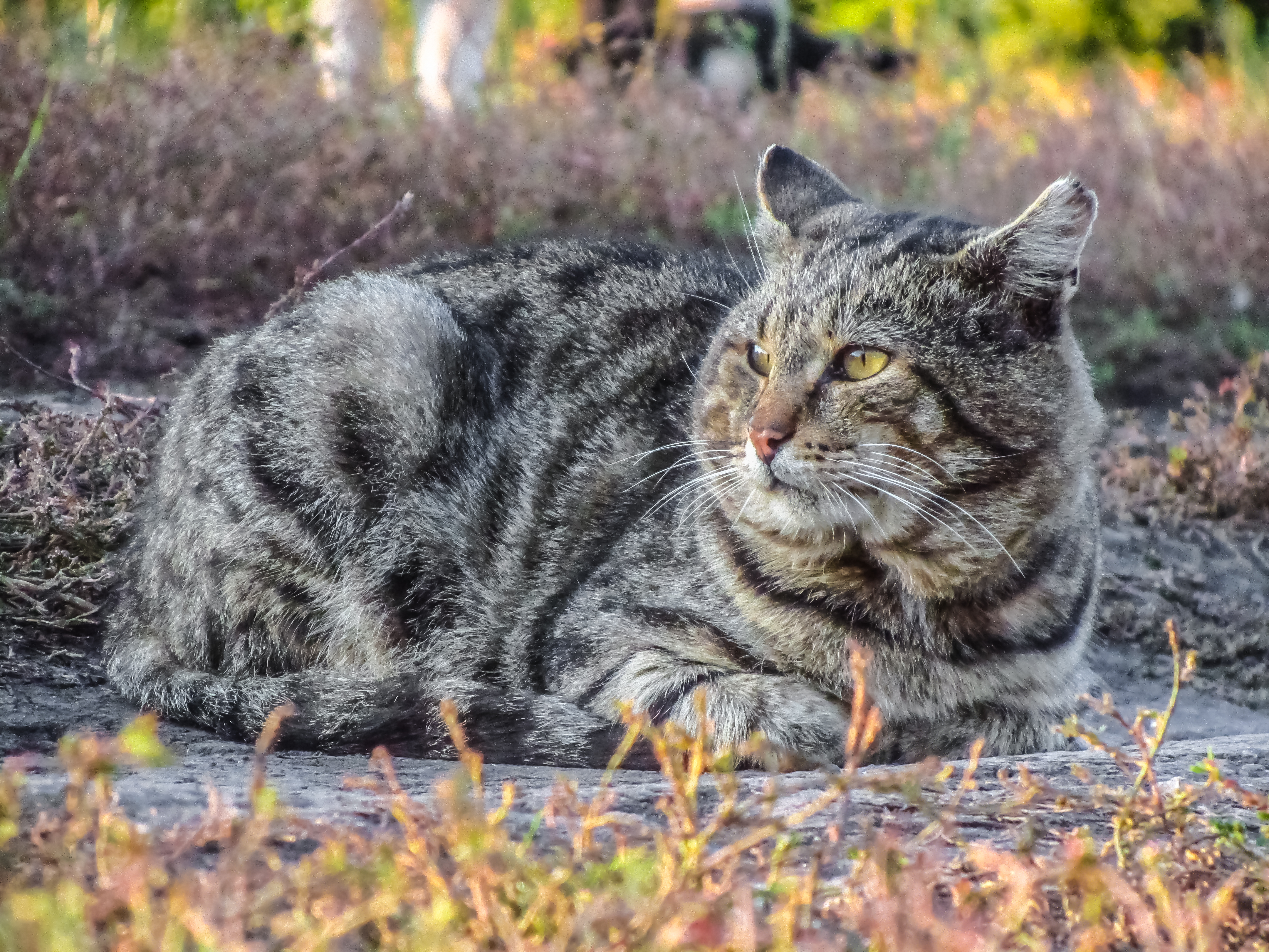 Descarga gratuita de fondo de pantalla para móvil de Gato, Gatos, Animales.