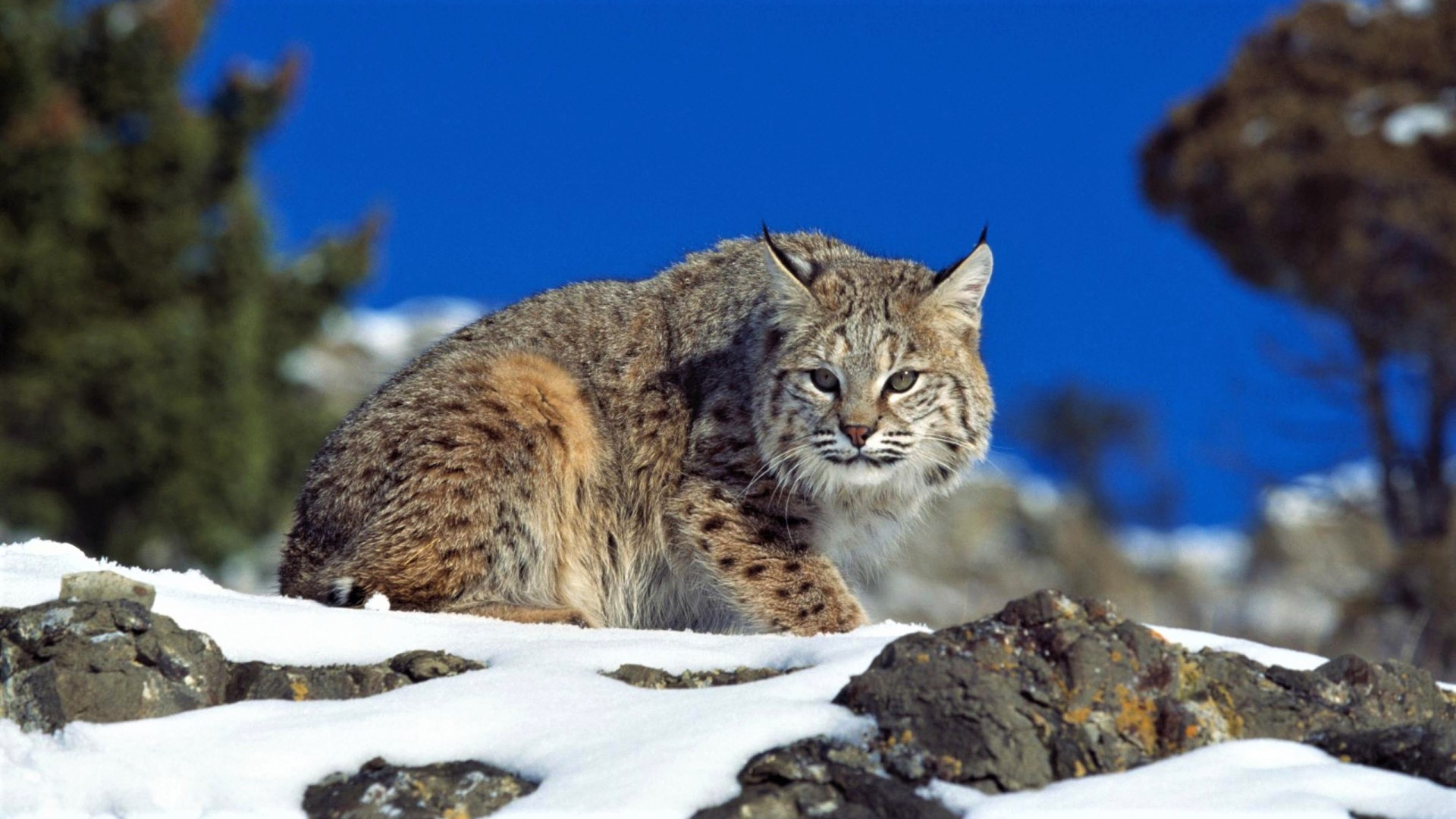 Baixar papel de parede para celular de Animais, Gatos, Neve, Lince gratuito.