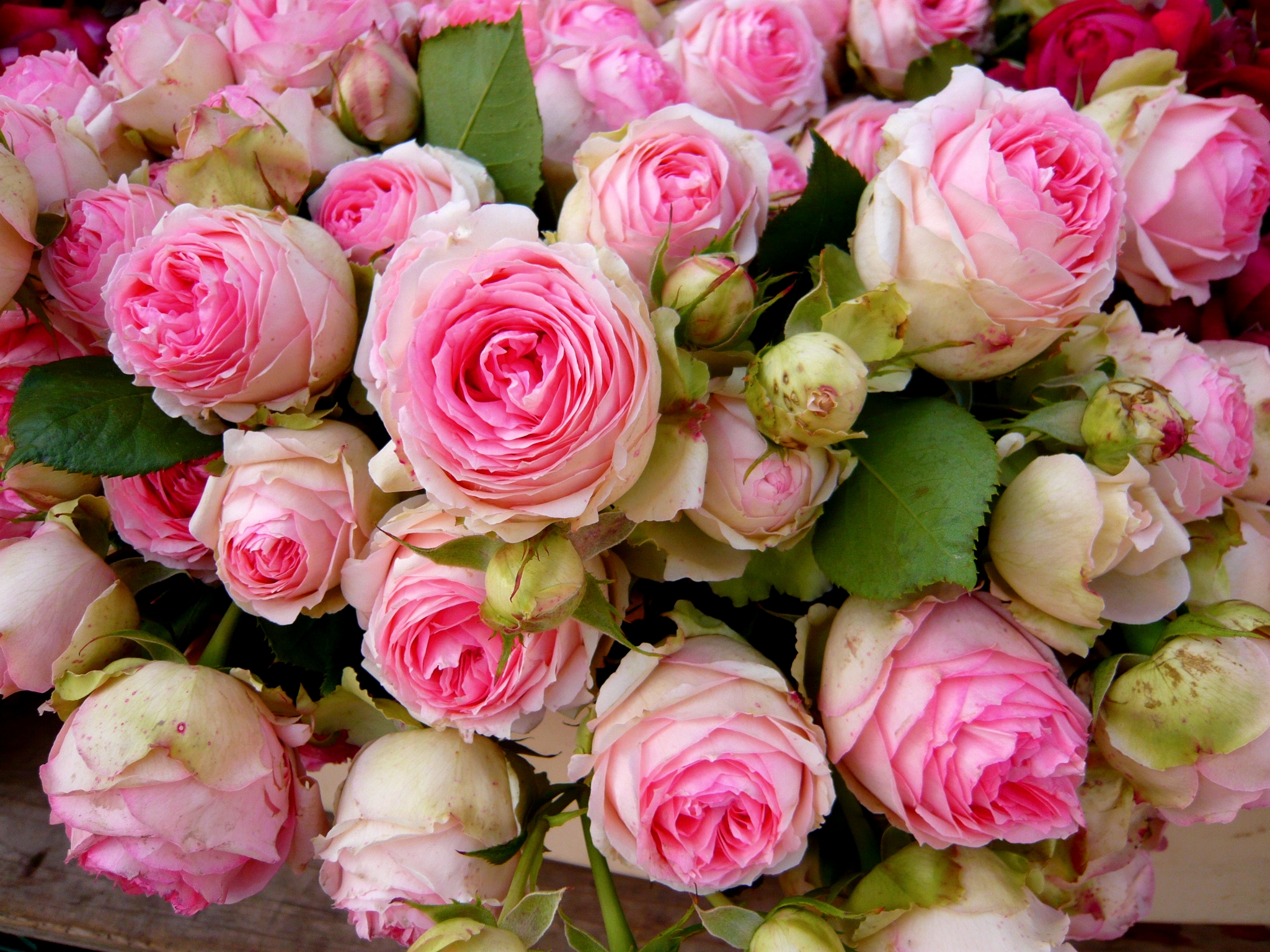 Download mobile wallpaper Flowers, Flower, Rose, Earth, Pink Flower, Cabbage Rose for free.