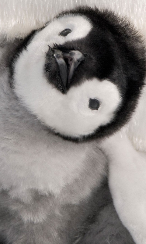 Download mobile wallpaper Birds, Animal, Penguin, Chick, Baby Animal, Emperor Penguin for free.