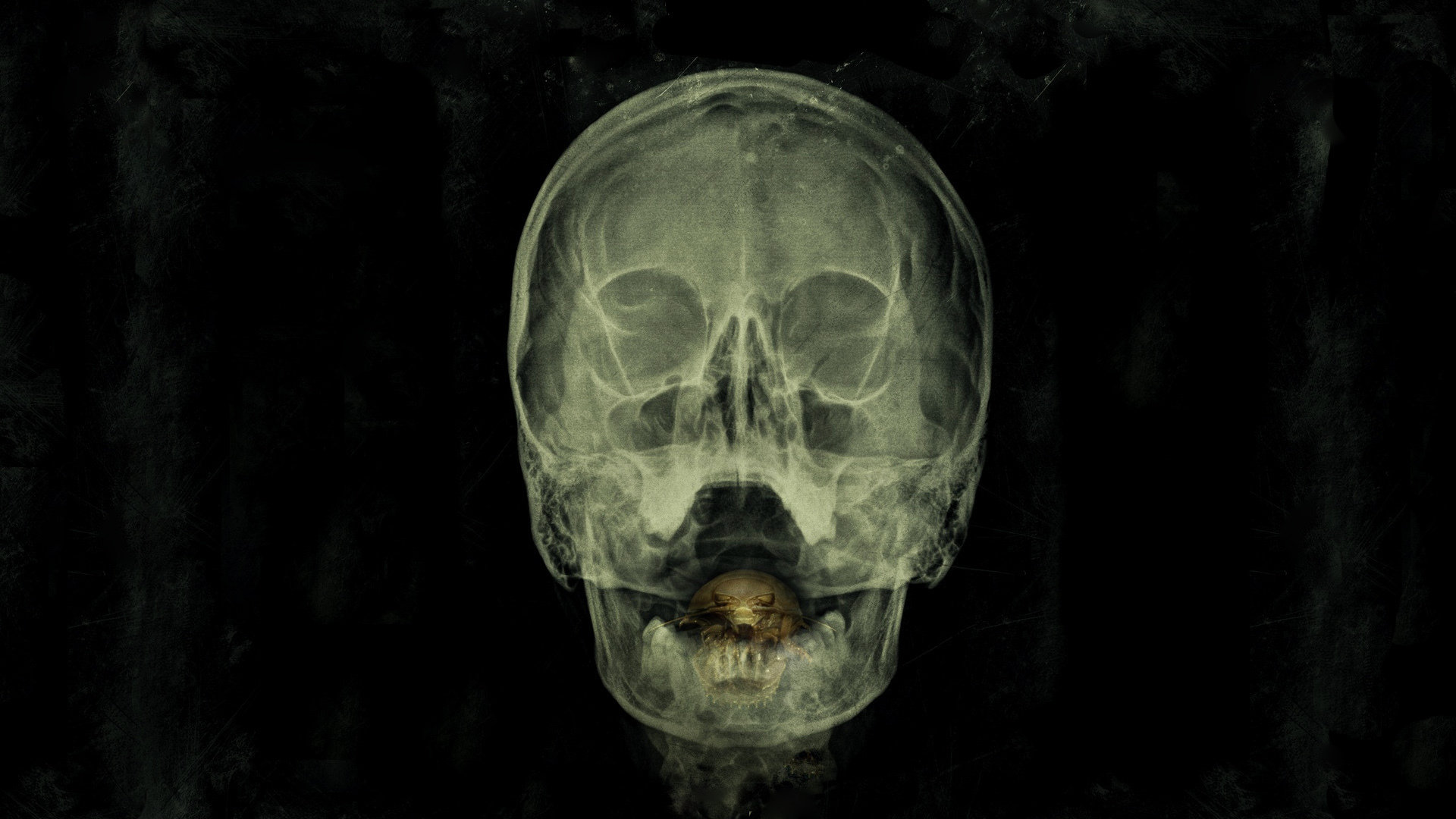 Free download wallpaper Skull, Movie, The Bay on your PC desktop