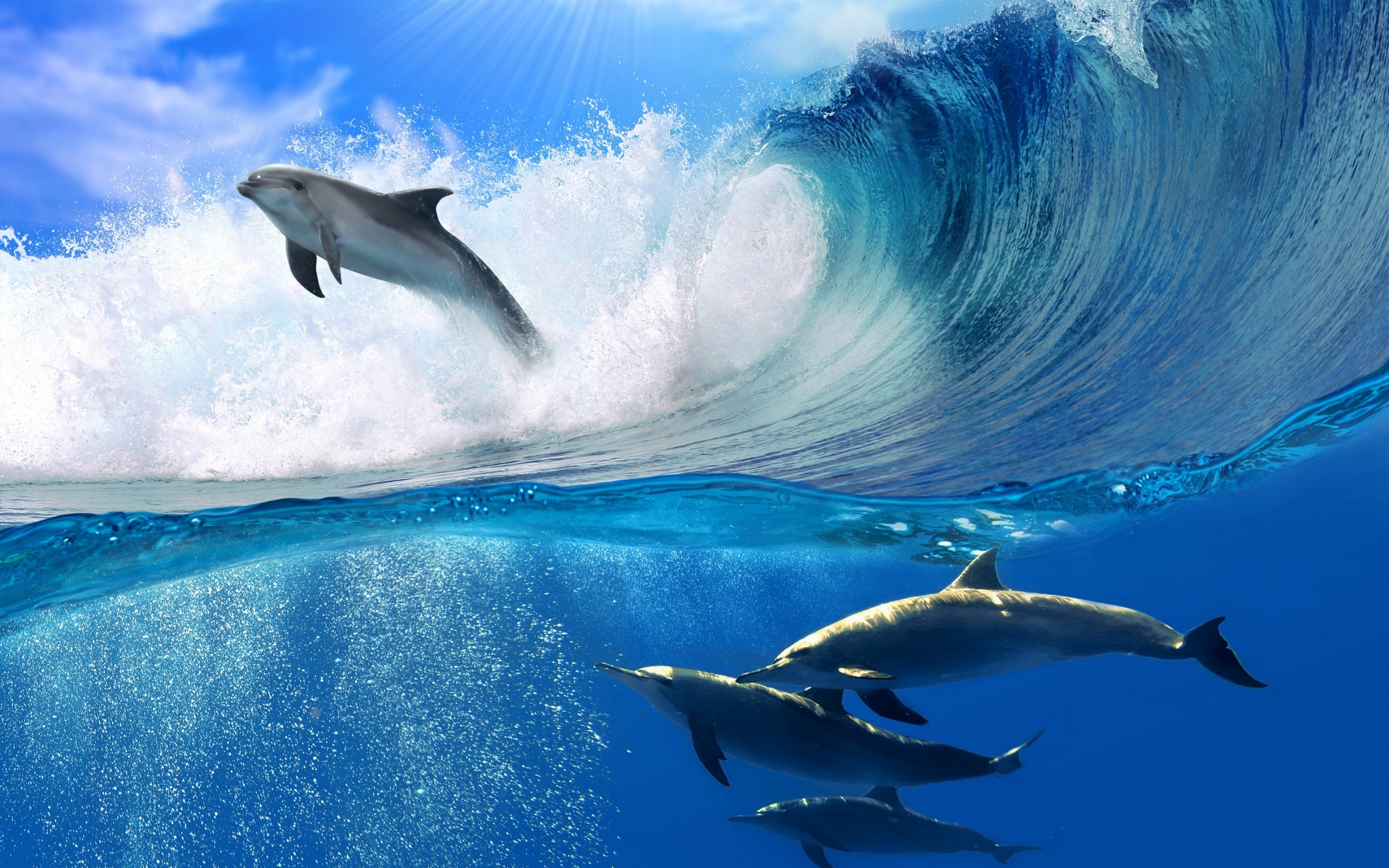 Download mobile wallpaper Animal, Dolphin, Bottlenose Dolphin for free.