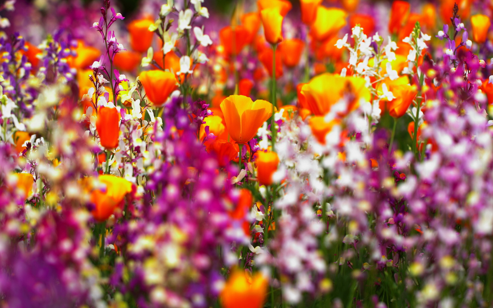 Free download wallpaper Flowers, Flower, Earth on your PC desktop