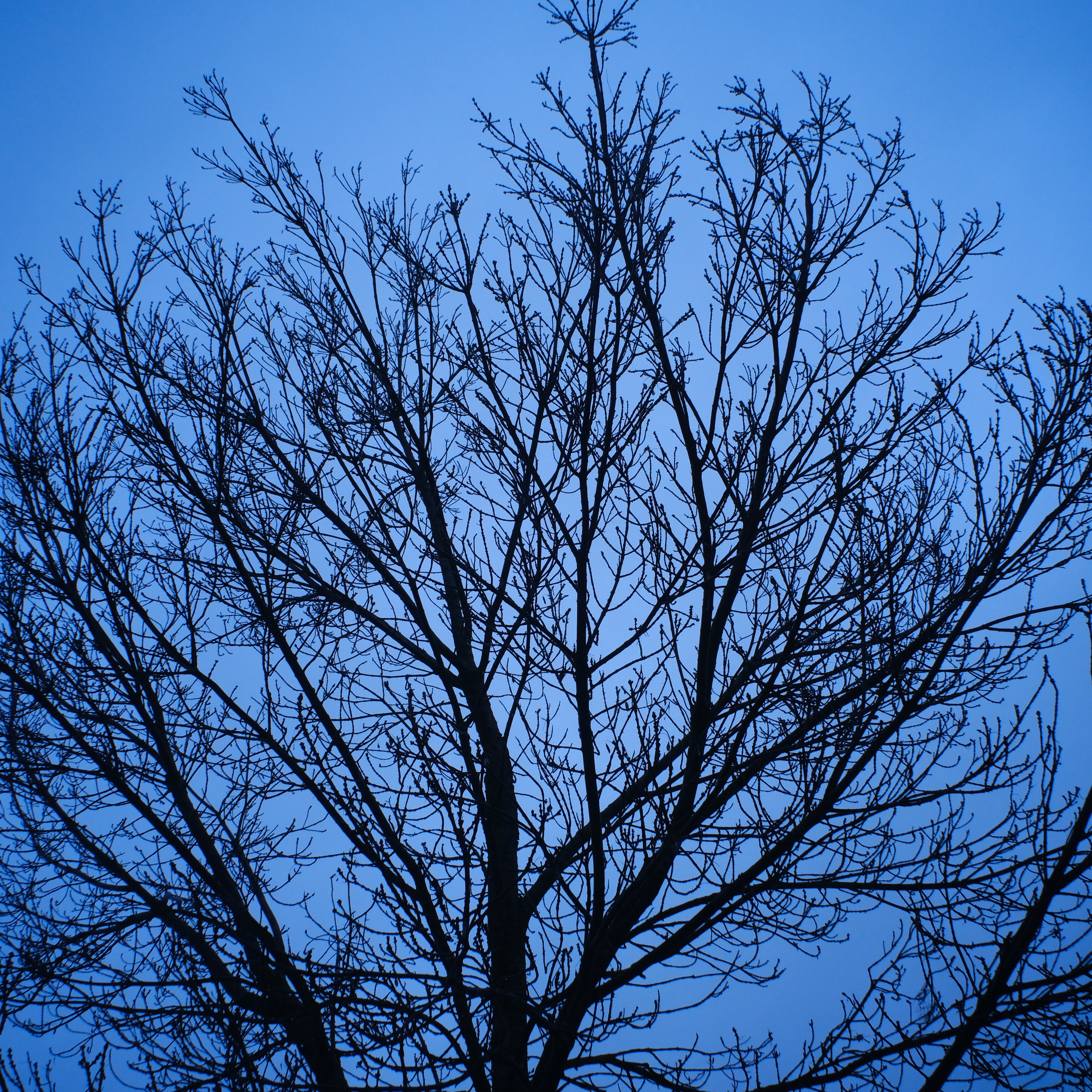 Скачать картинку Природа, Дерево, Синий, Ветки, Небо в телефон бесплатно.