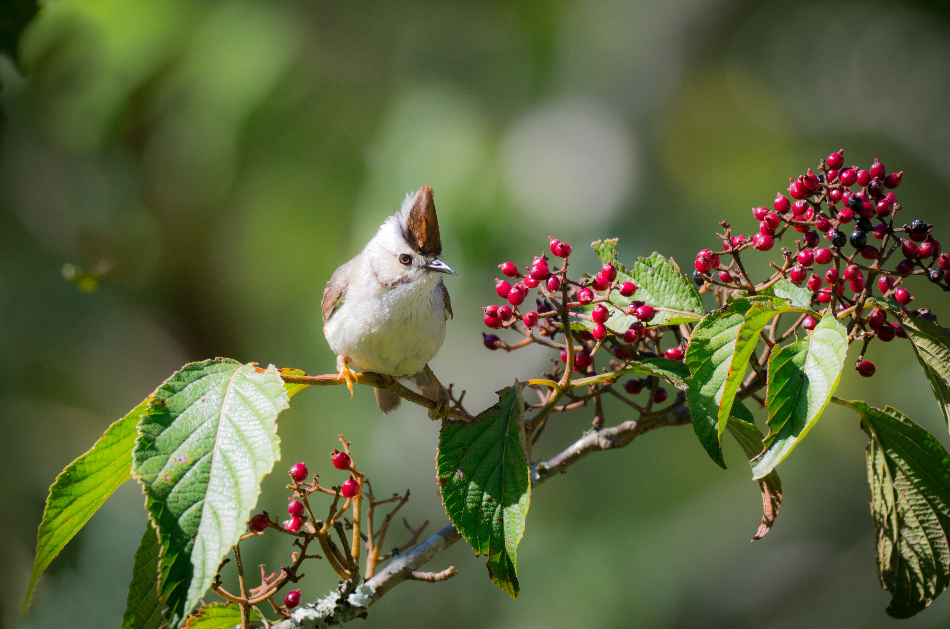 Free download wallpaper Birds, Bird, Branch, Berry, Animal, Depth Of Field, Passerine on your PC desktop