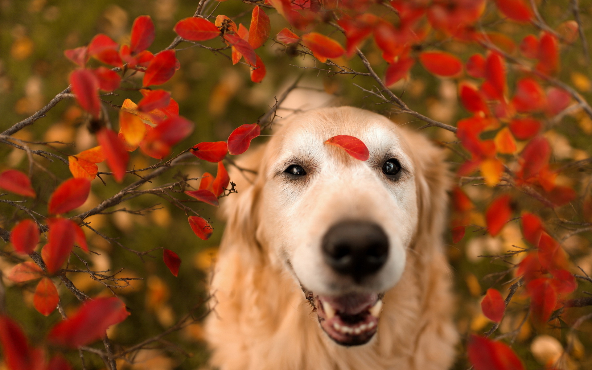 PCデスクトップに動物, 犬画像を無料でダウンロード