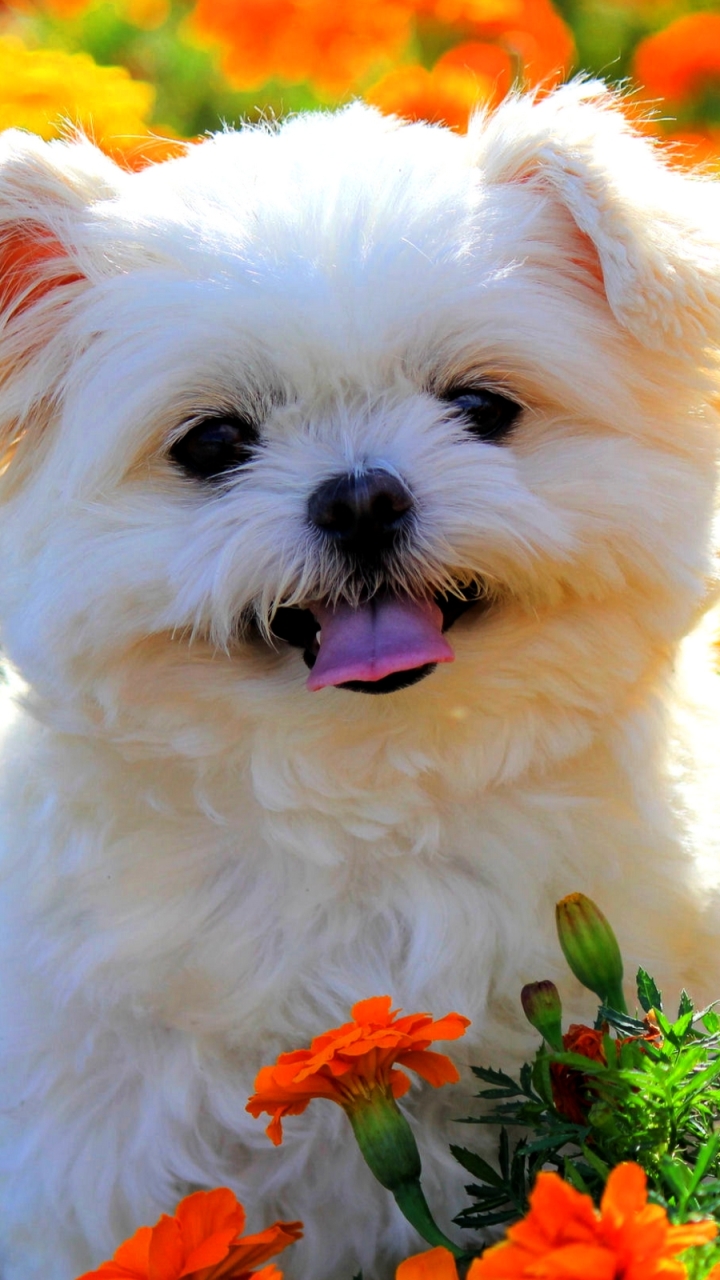 Download mobile wallpaper Dogs, Flower, Dog, Animal, Puppy, Marigold, Shih Tzu for free.