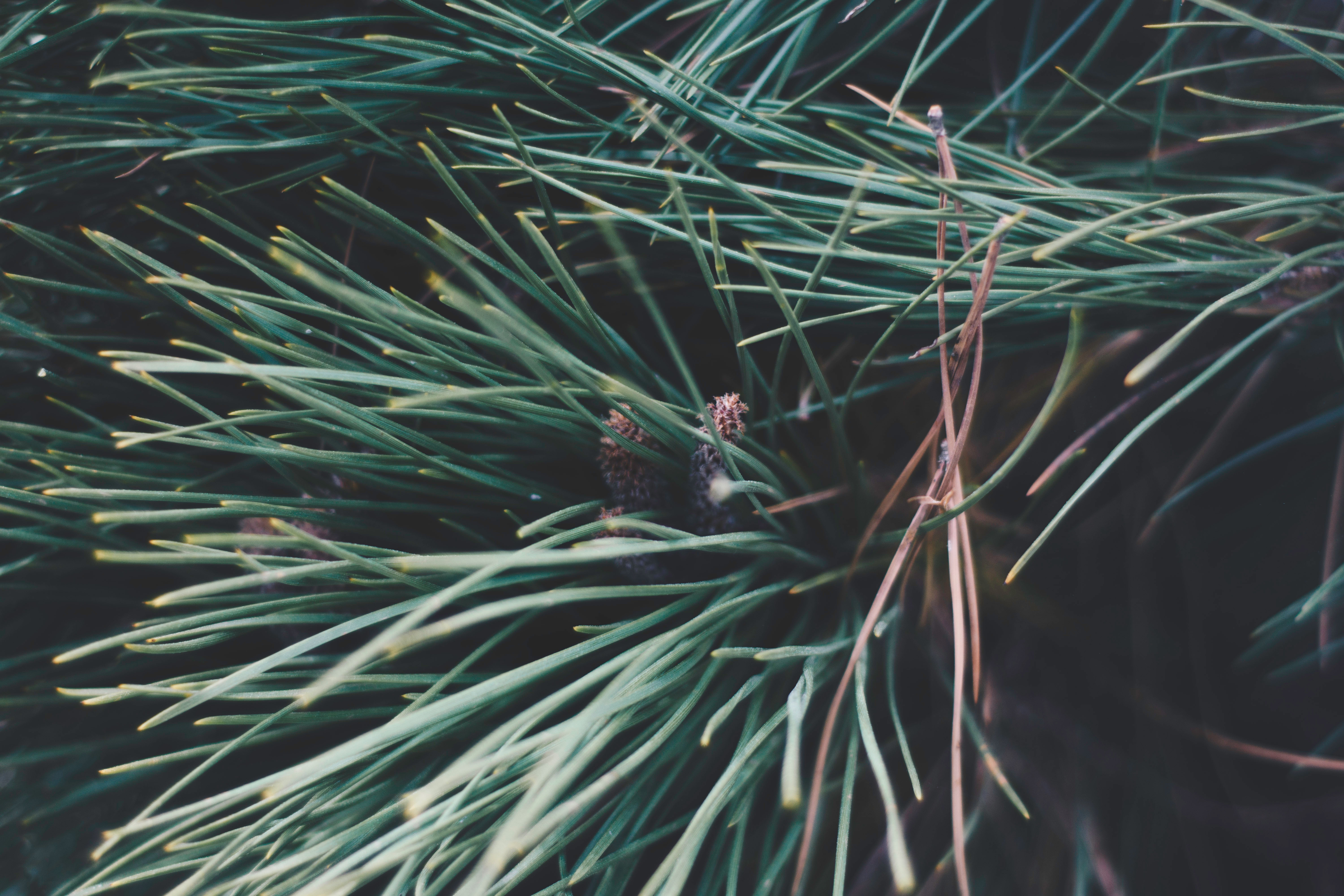 nature, branches, spruce, fir, thorns, prickles