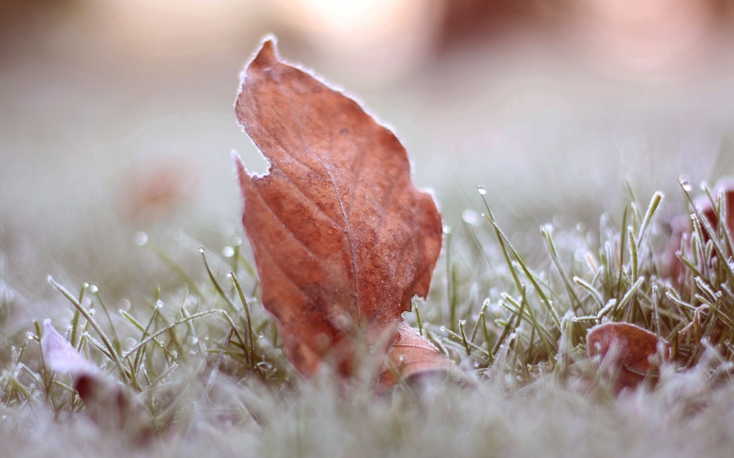 desktop Images grass, macro, sheet, leaf, frost, hoarfrost