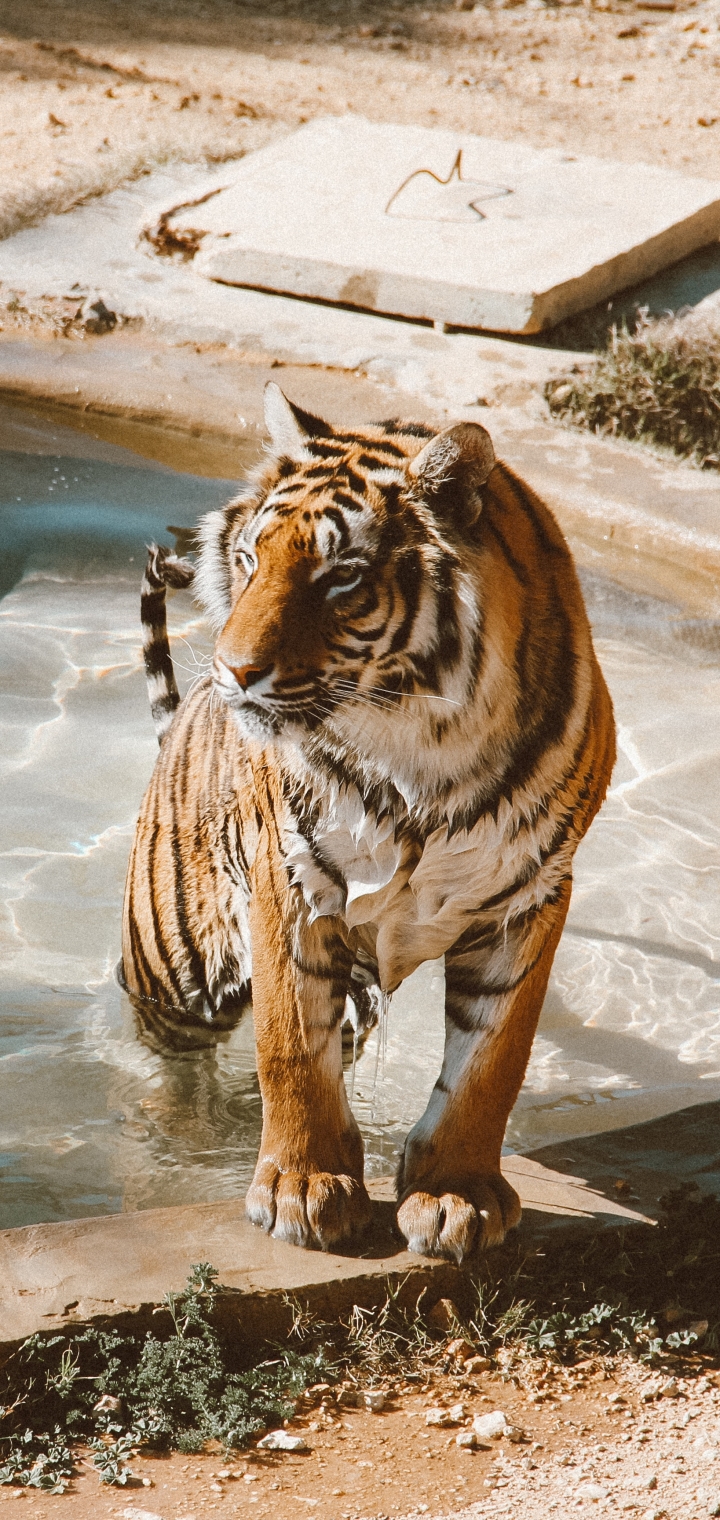 Descarga gratuita de fondo de pantalla para móvil de Animales, Gatos, Tigre, Piscina.