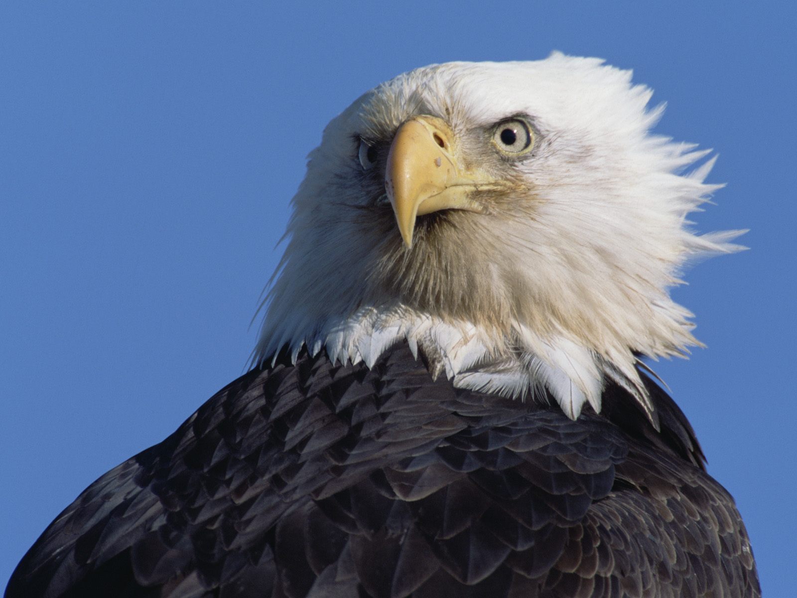 Descarga gratuita de fondo de pantalla para móvil de Animales, Águila, Aves.