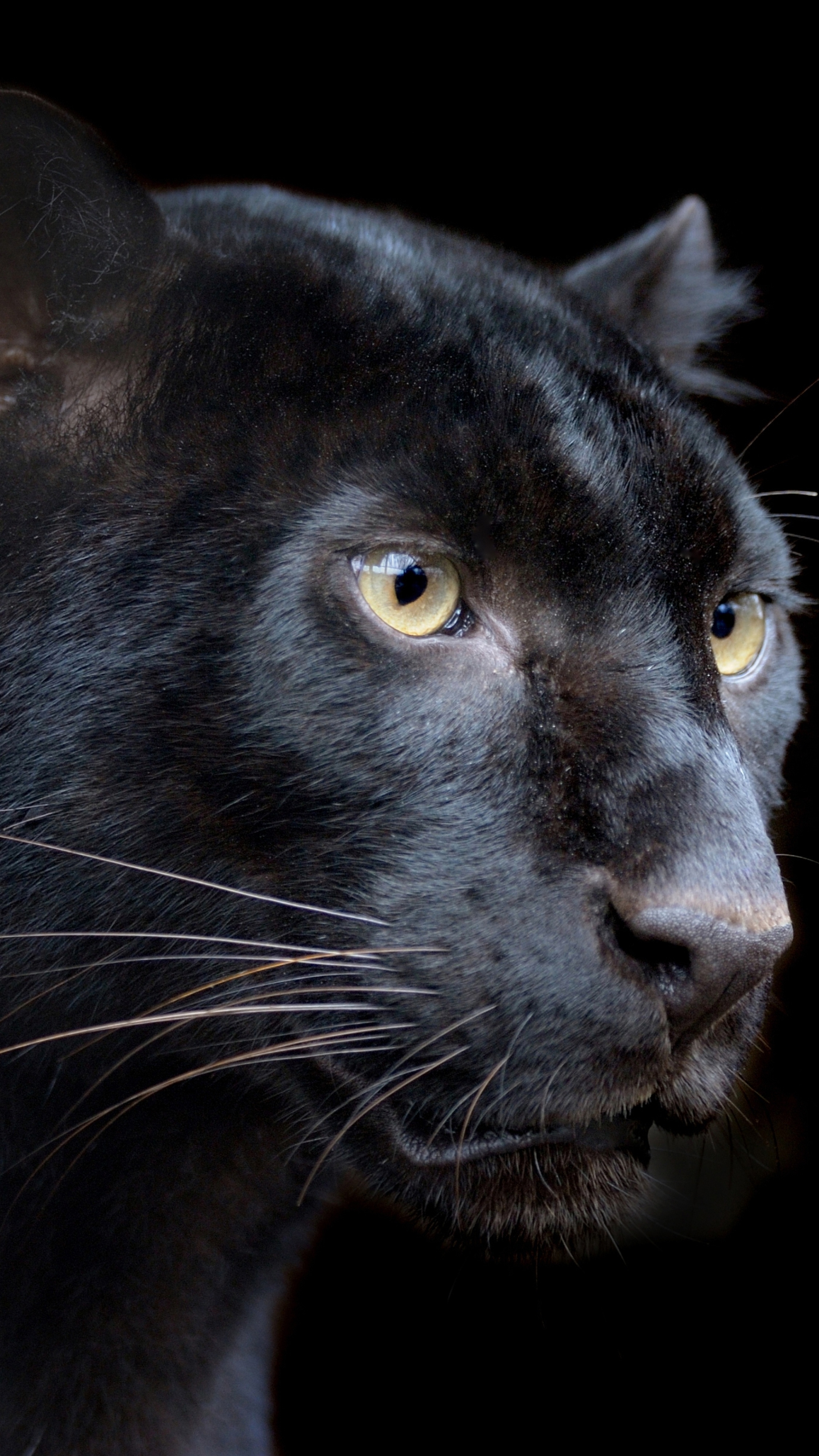 Baixe gratuitamente a imagem Animais, Gatos, Pantera Negra na área de trabalho do seu PC