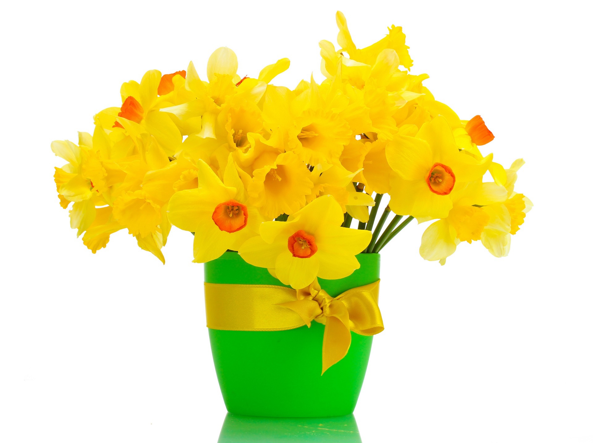 Free download wallpaper Flower, Narcissus, Man Made on your PC desktop