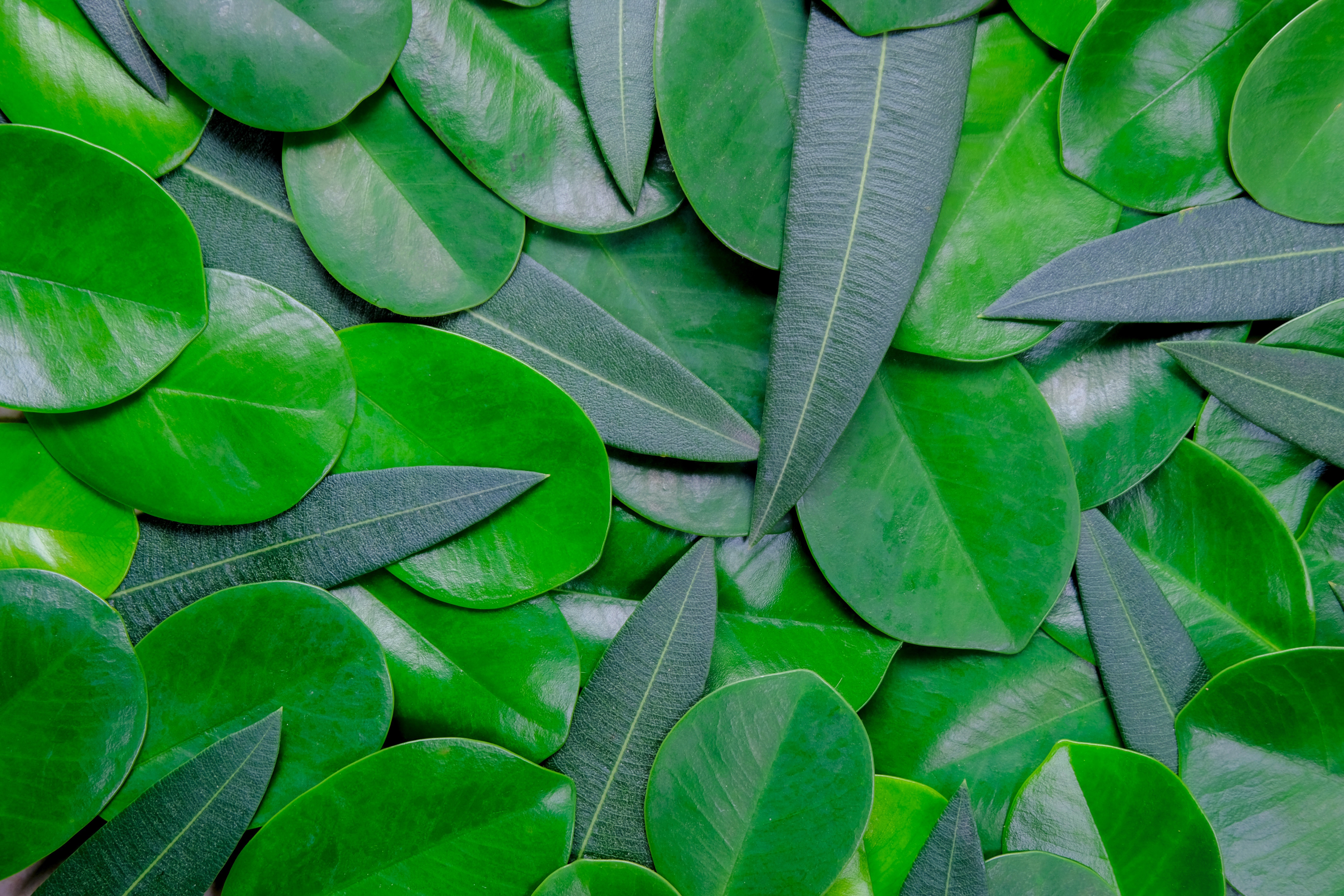 Laden Sie das Natur, Blatt, Erde/natur-Bild kostenlos auf Ihren PC-Desktop herunter