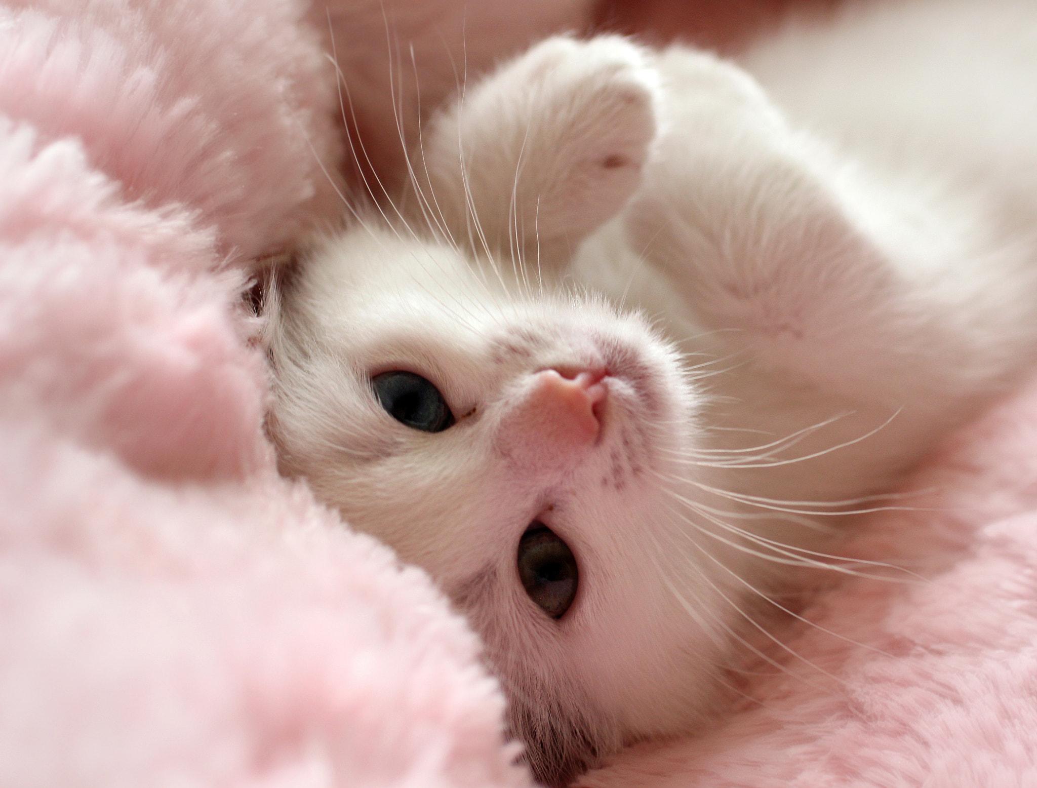 Download mobile wallpaper Kitten, Cat, Cats, Animal, Cute for free.