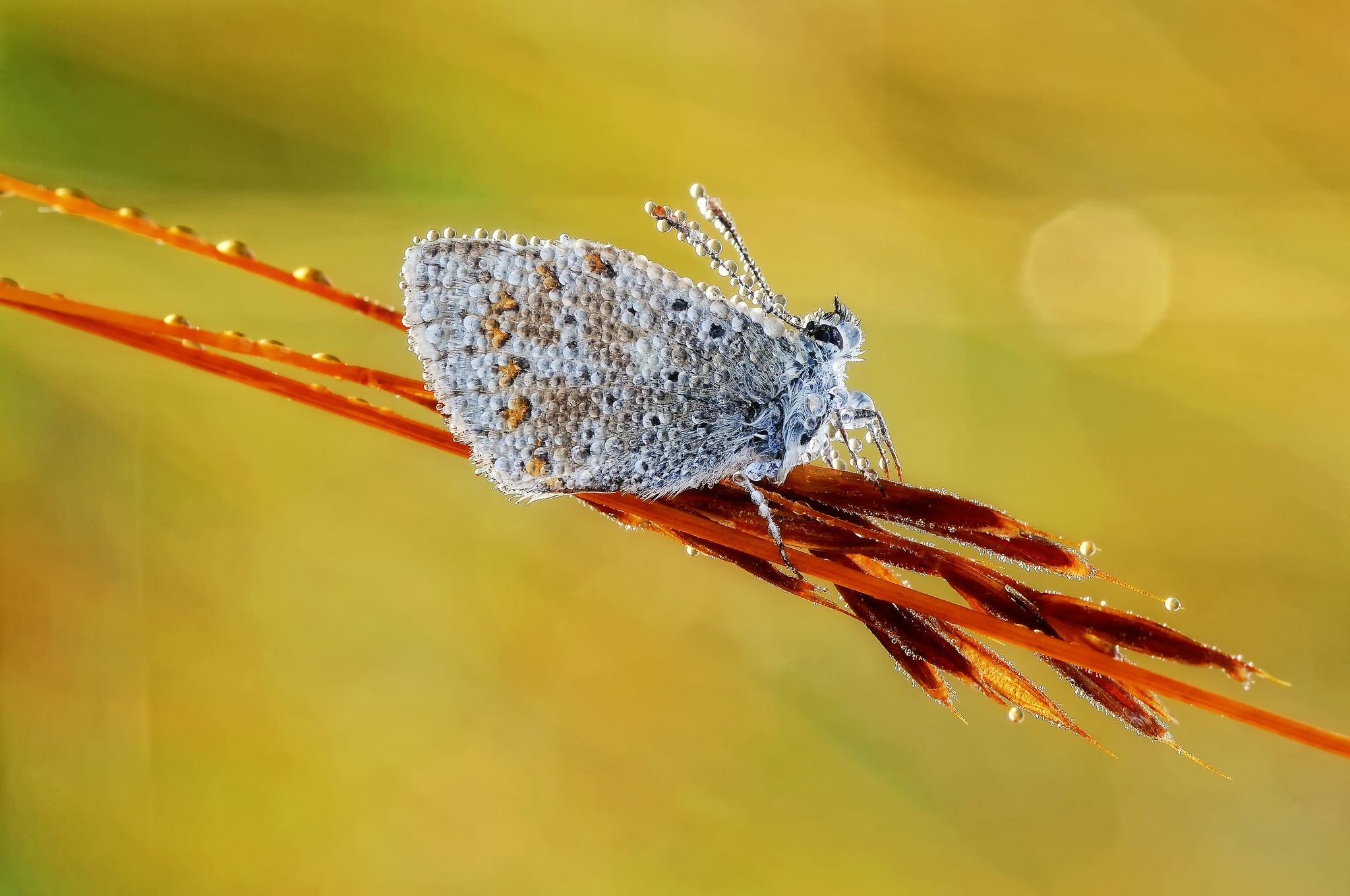 Download mobile wallpaper Macro, Insect, Butterfly, Animal for free.