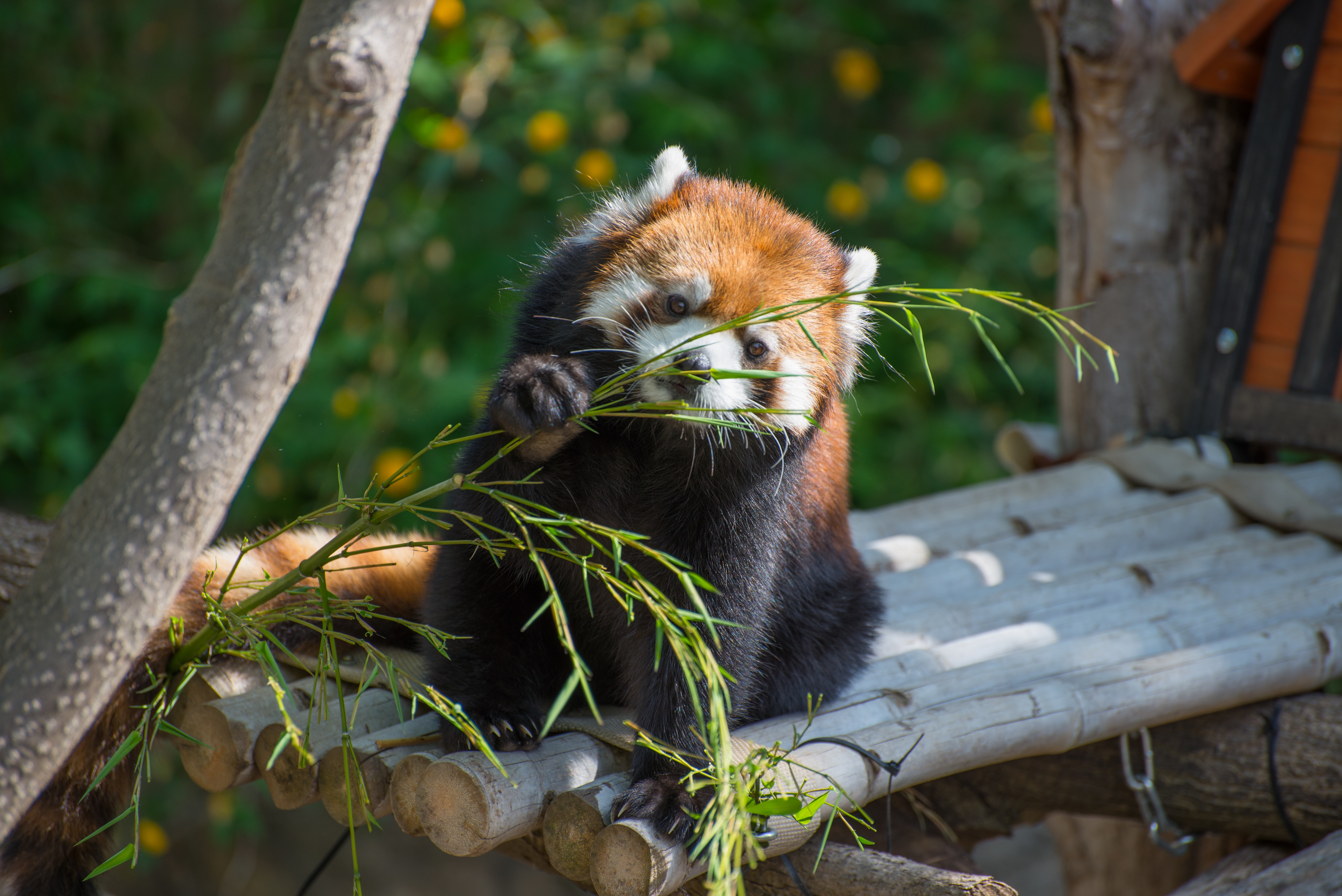 vertical wallpaper red panda, bamboo, animals, branch, nice, sweetheart