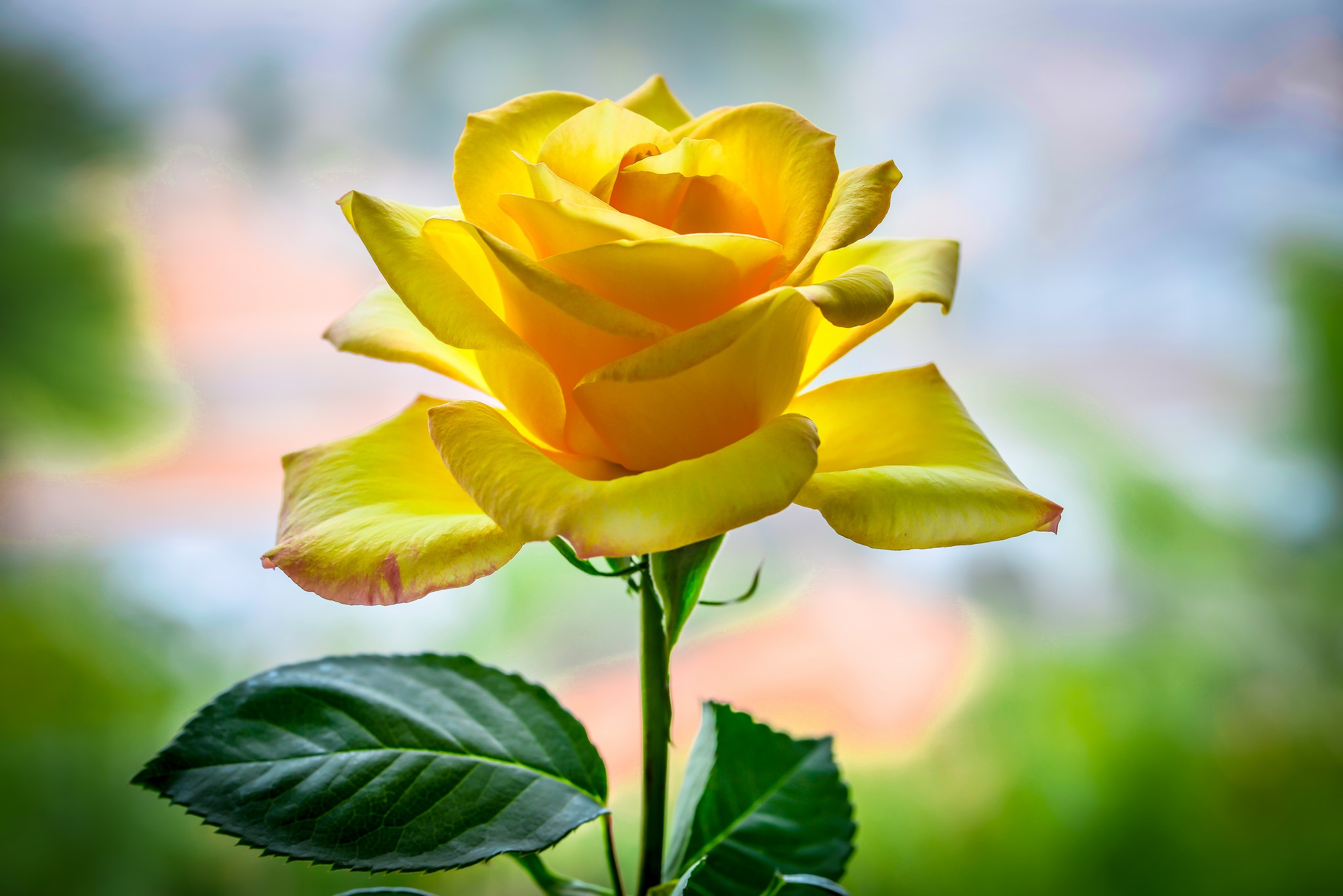 Завантажити шпалери безкоштовно Природа, Квітка, Роза, Земля, Жовта Квітка, Флауерзи картинка на робочий стіл ПК