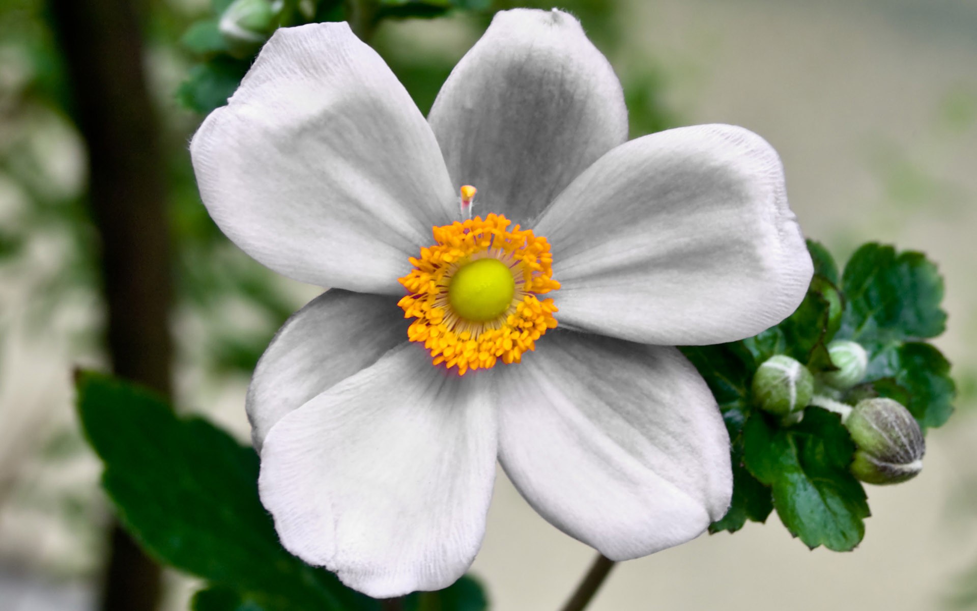 Free download wallpaper Flowers, Flower, Close Up, Earth, White Flower on your PC desktop