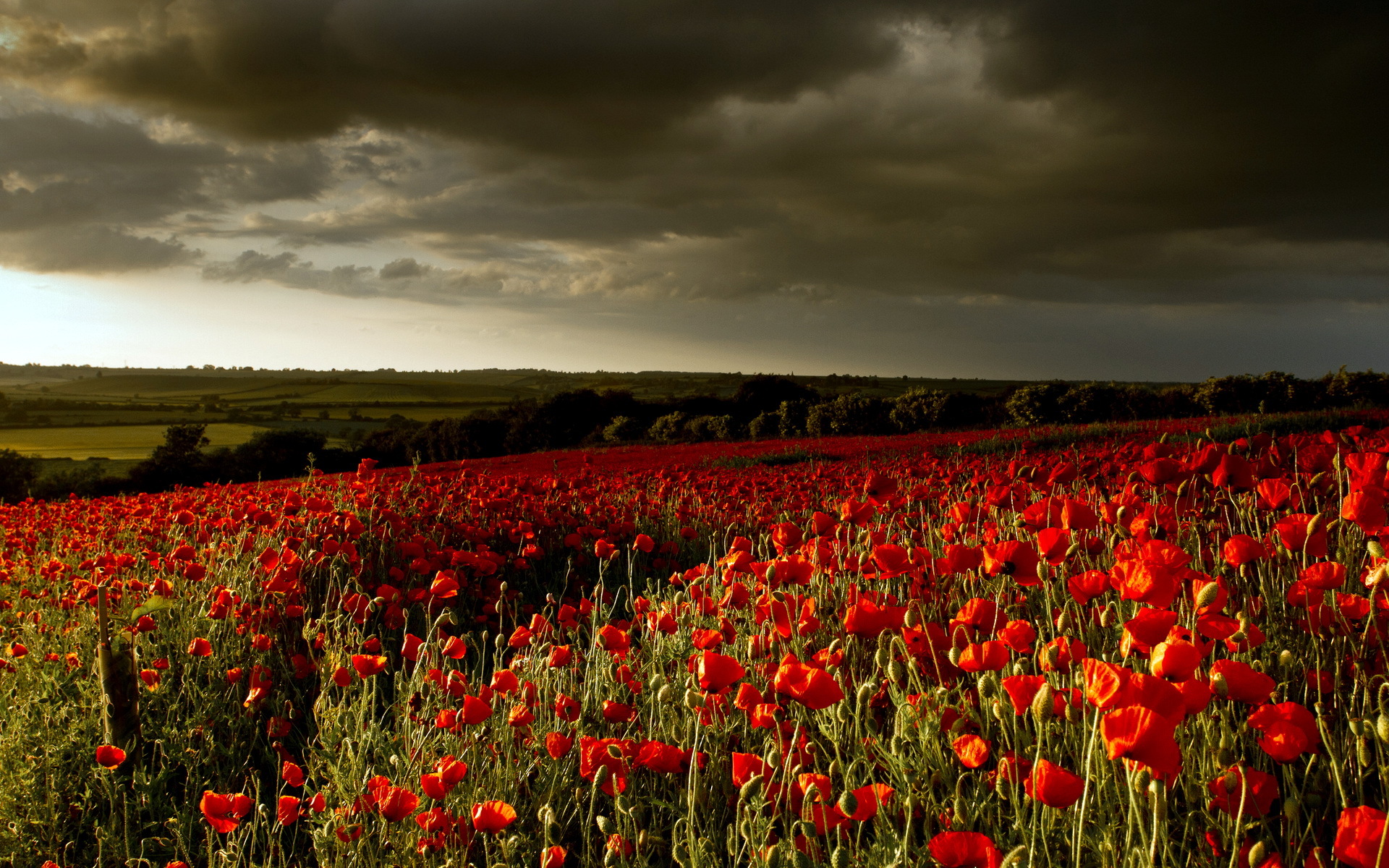 Free download wallpaper Earth, Poppy on your PC desktop