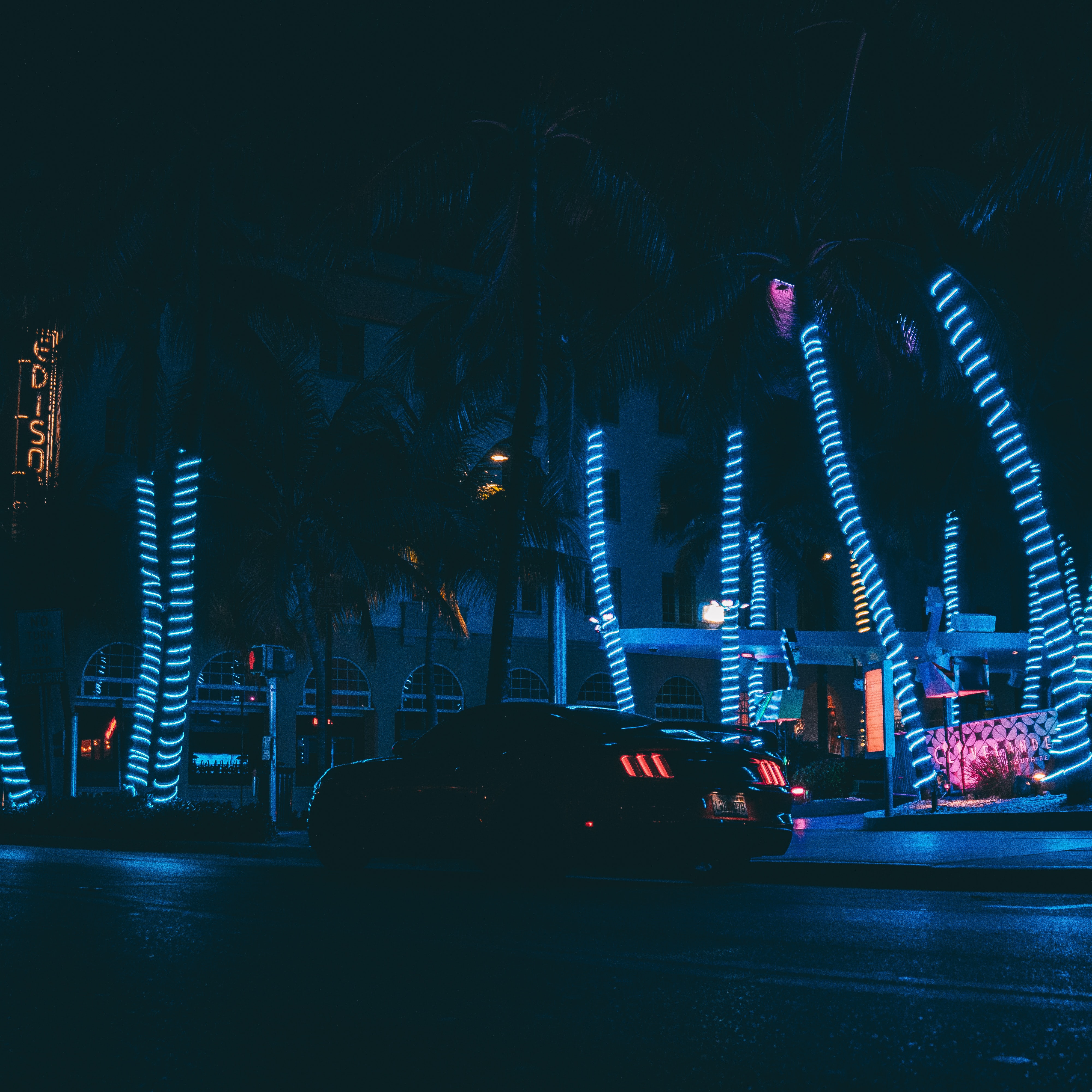 car, sports car, cars, night city, neon, sports, palms images