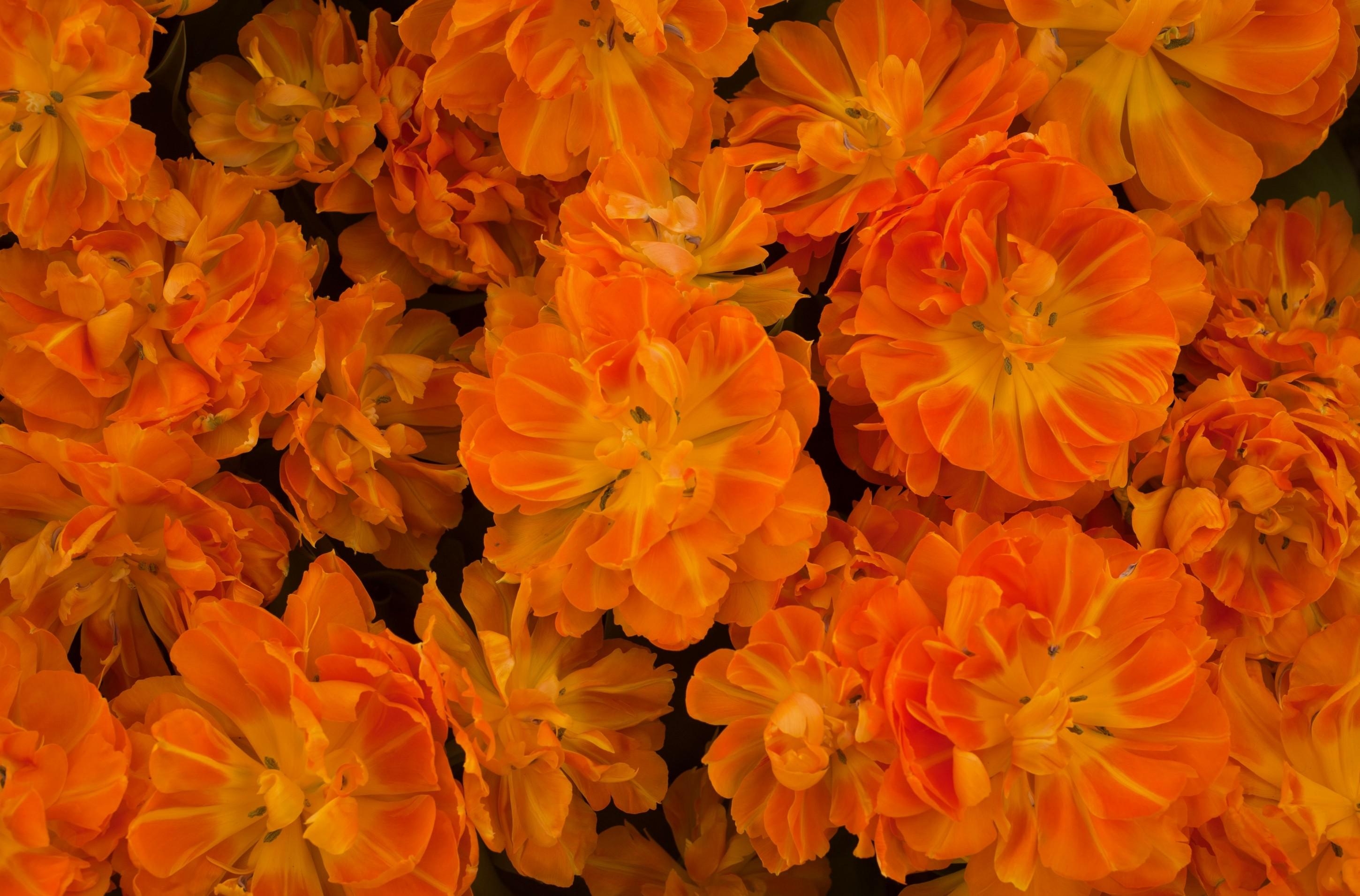 Download mobile wallpaper Disbanded, Loose, Lot, Flowers, Bright for free.