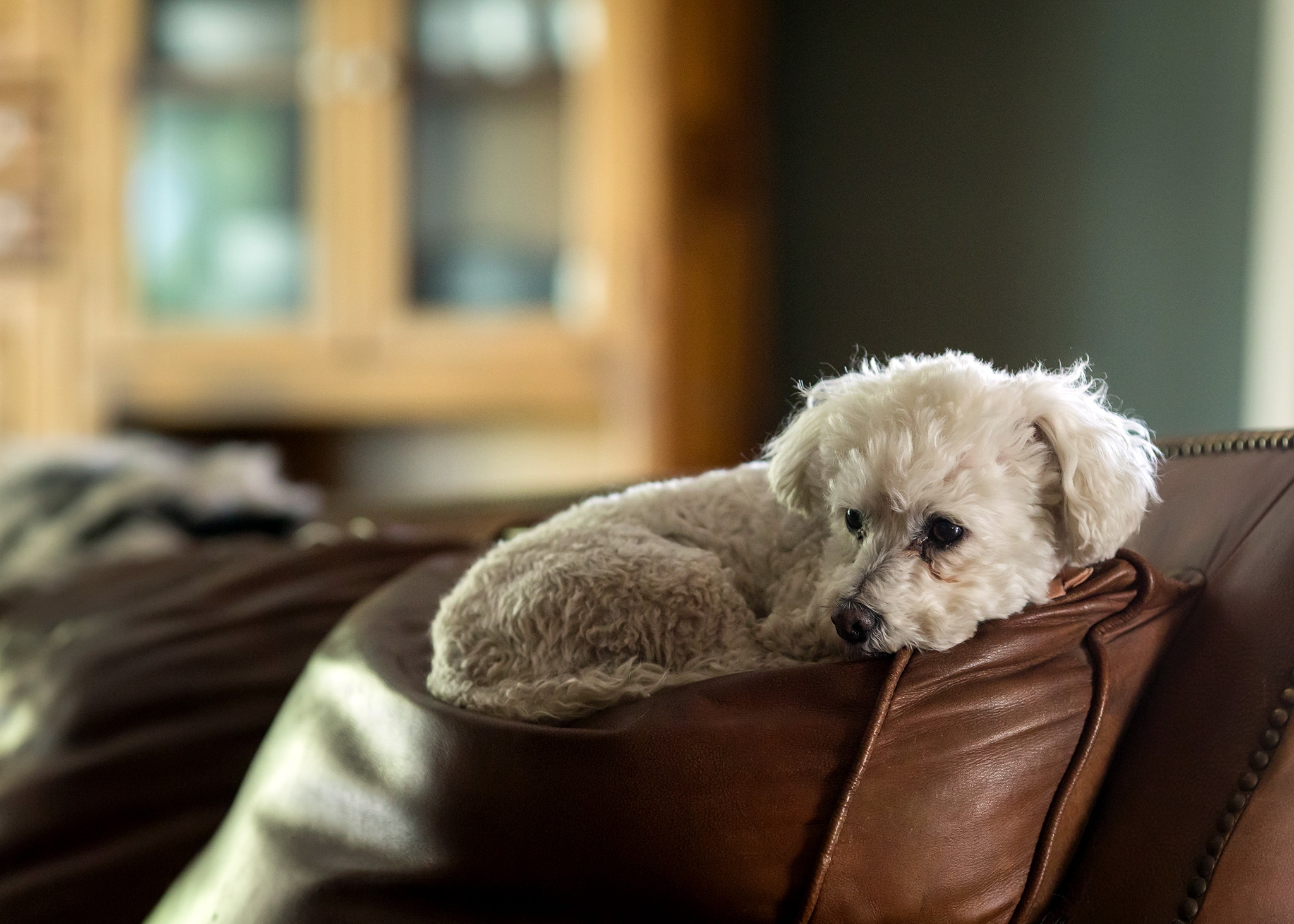 Téléchargez des papiers peints mobile Chiens, Chien, Animaux gratuitement.