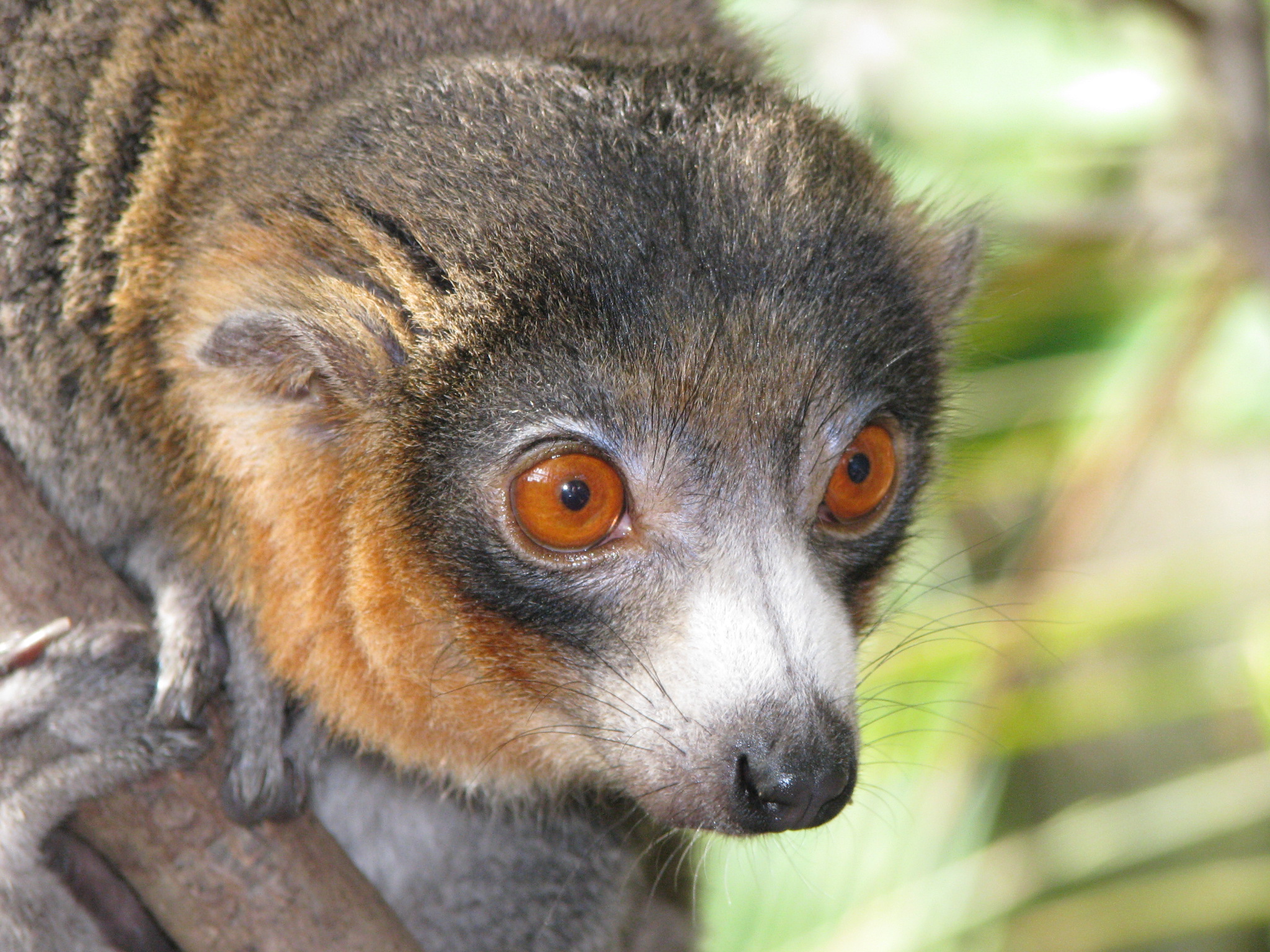 384742 Bildschirmschoner und Hintergrundbilder Lemur auf Ihrem Telefon. Laden Sie  Bilder kostenlos herunter