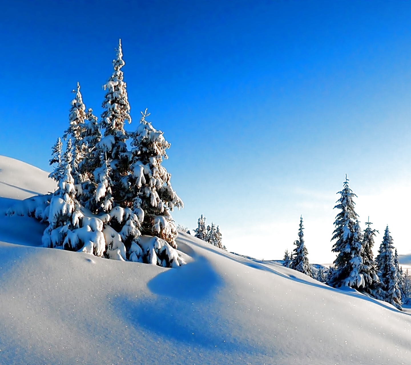 Baixe gratuitamente a imagem Inverno, Neve, Floresta, Árvore, Terra, Terra/natureza na área de trabalho do seu PC