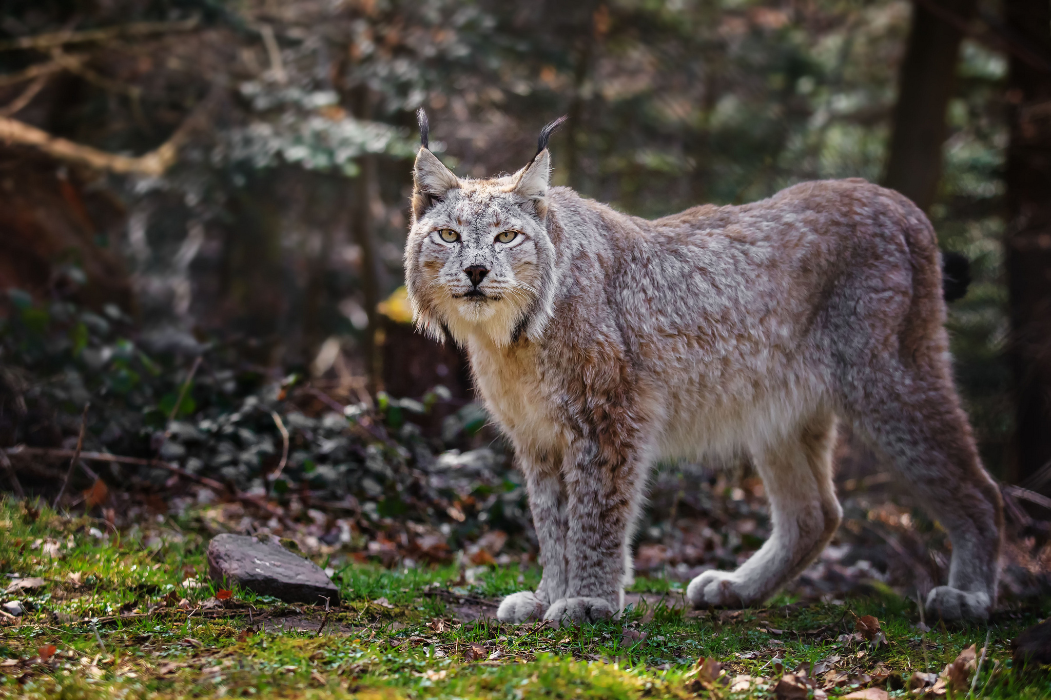 Laden Sie das Tiere, Katzen, Luchs-Bild kostenlos auf Ihren PC-Desktop herunter