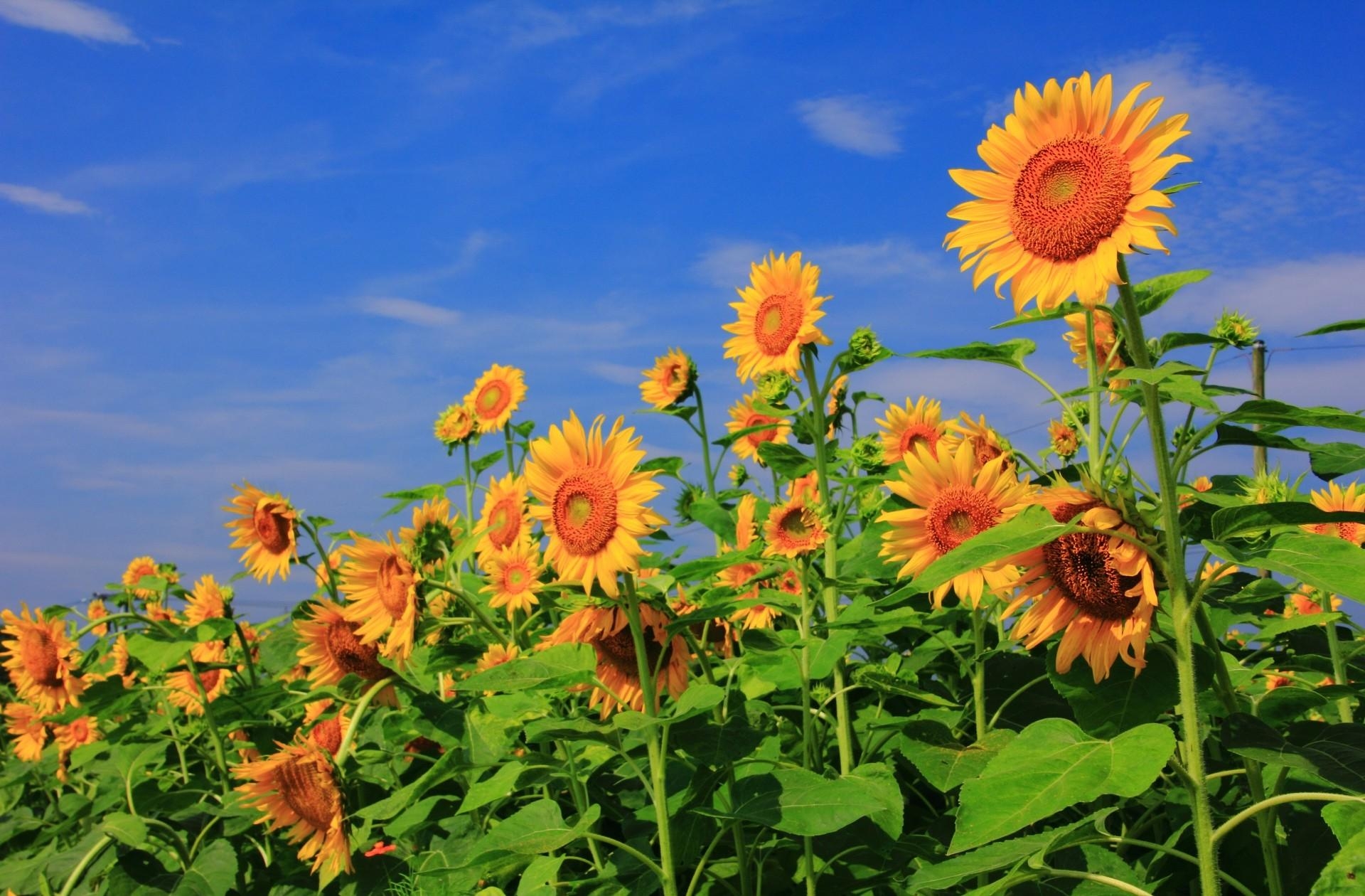 Download mobile wallpaper Summer, Field, Sky, Sunflowers, Greens, Flowers for free.