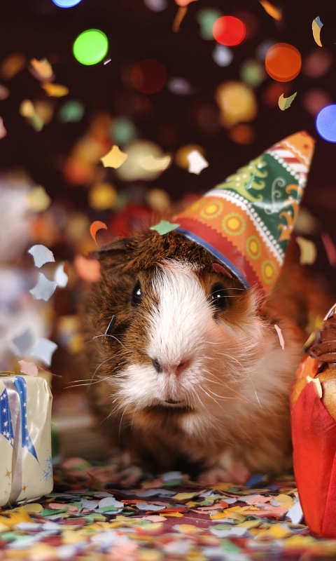 Download mobile wallpaper Animal, Gift, Guinea Pig, Rodent, Cute, Confetti, Party for free.