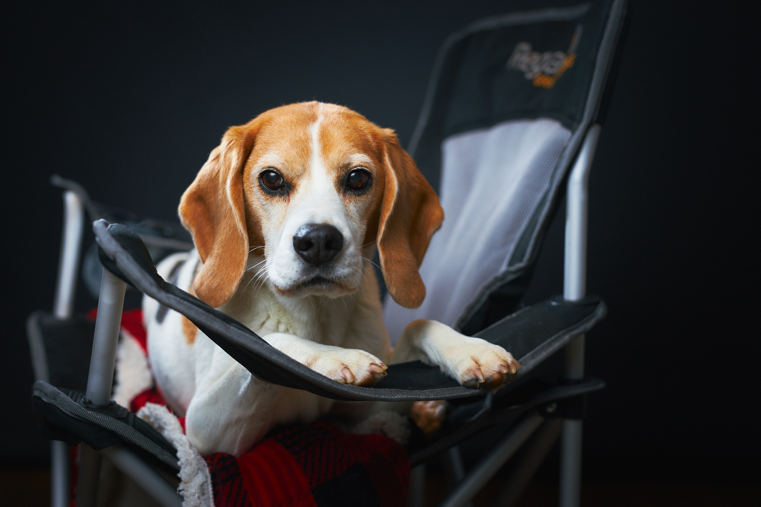 Descarga gratis la imagen Animales, Perros, Perro, Beagle en el escritorio de tu PC