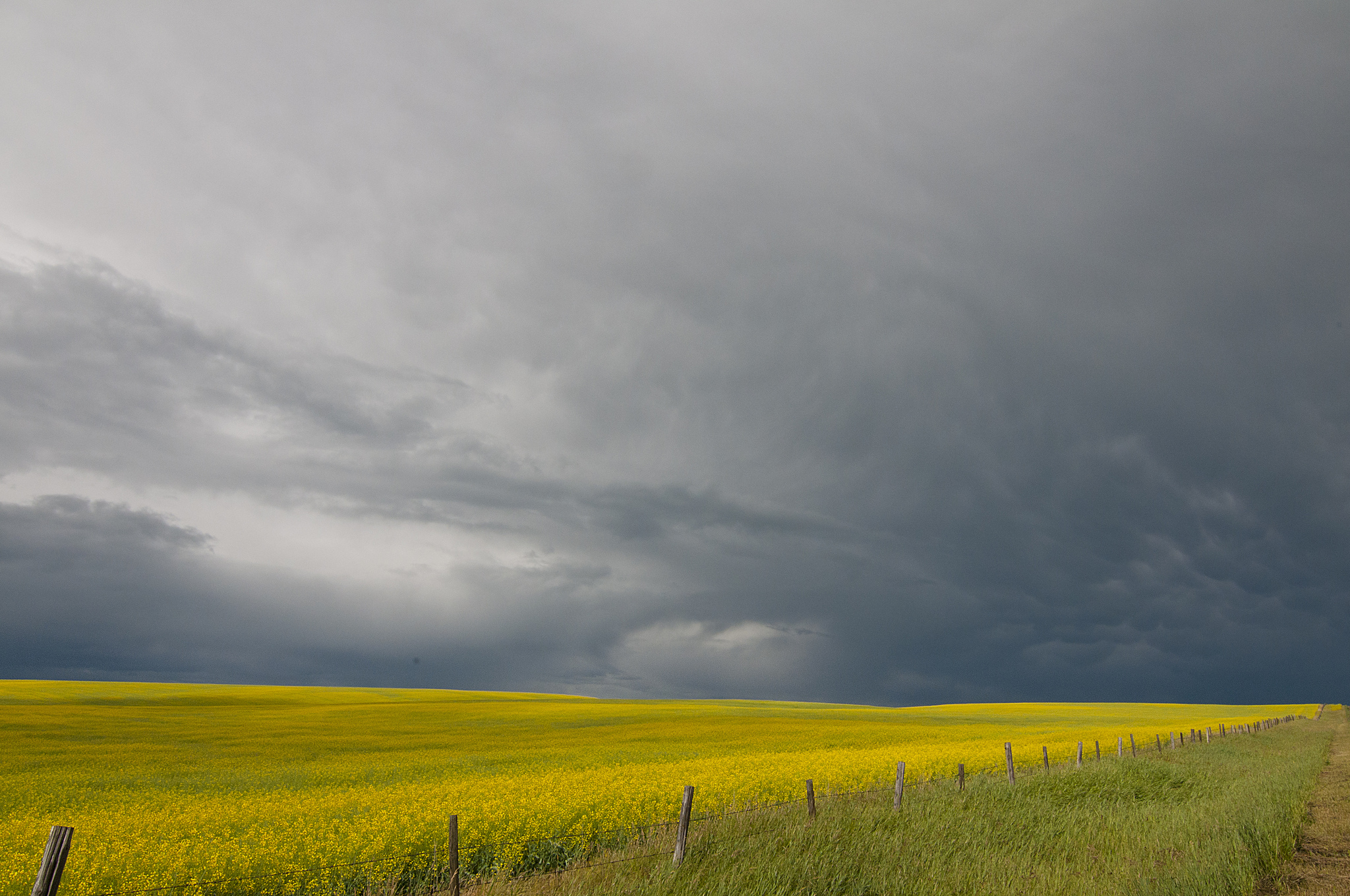 Free download wallpaper Nature, Summer, Horizon, Earth, Field, Cloud, Yellow Flower on your PC desktop