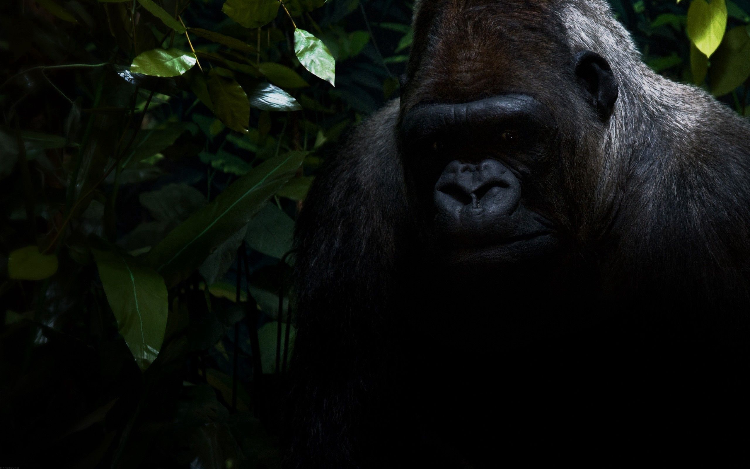 101432 descargar fondo de pantalla oscuro, sentarse, sombra, gorila: protectores de pantalla e imágenes gratis