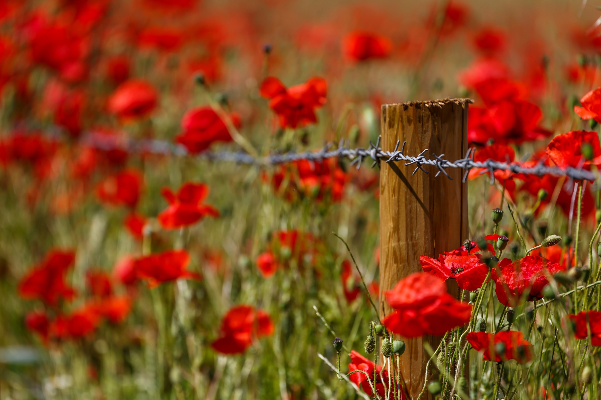 Handy-Wallpaper Natur, Blumen, Mohn, Sommer, Blume, Rote Blume, Erde/natur kostenlos herunterladen.