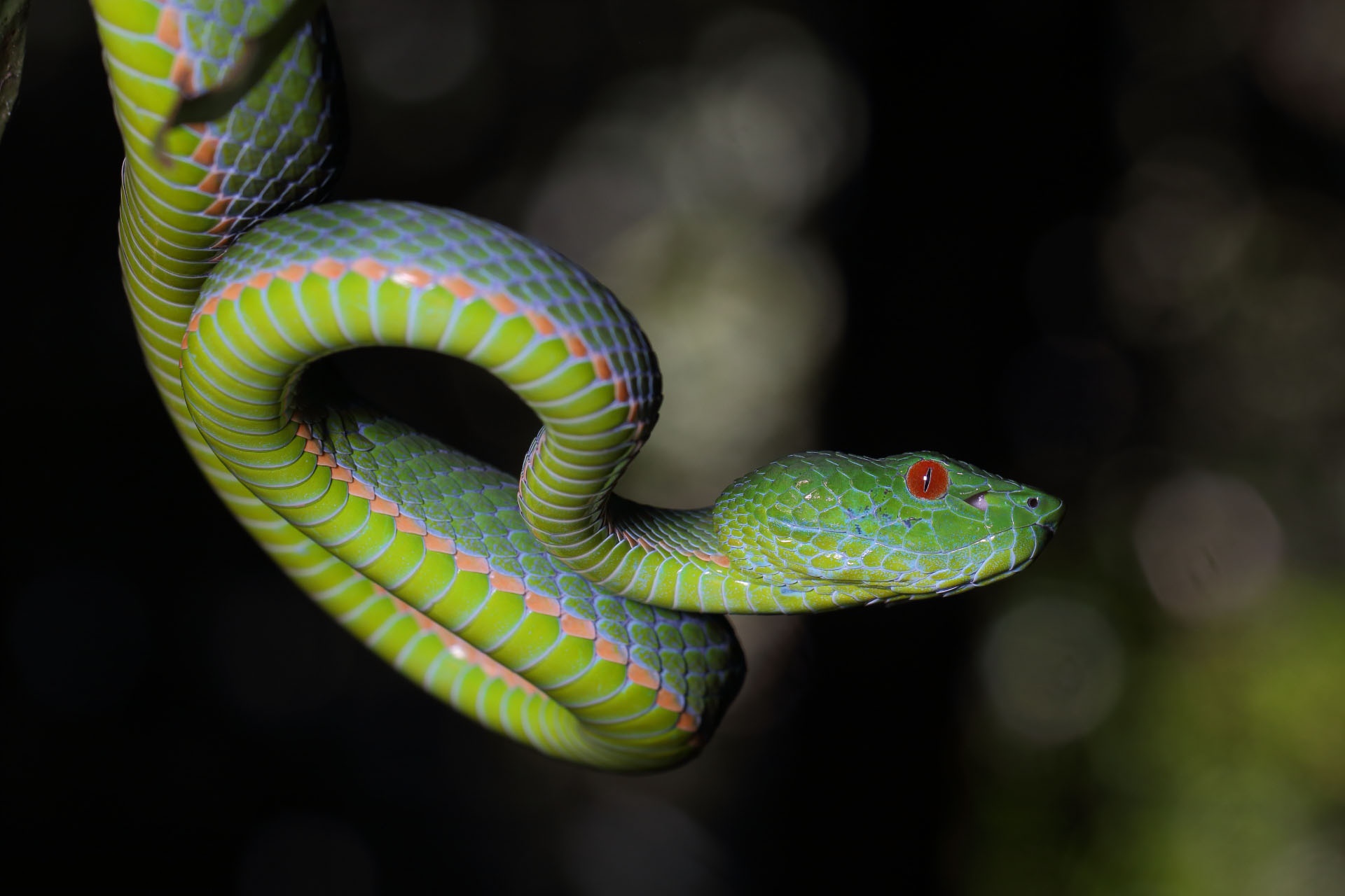 453326 Bildschirmschoner und Hintergrundbilder Reptil auf Ihrem Telefon. Laden Sie  Bilder kostenlos herunter