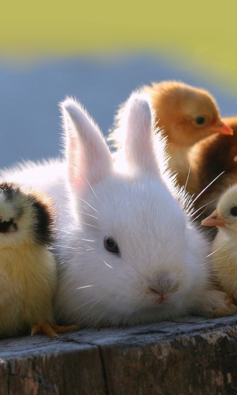 Handy-Wallpaper Tiere, Kaninchen, Küken, Süß, Hase, Huhn, Hähnchen kostenlos herunterladen.