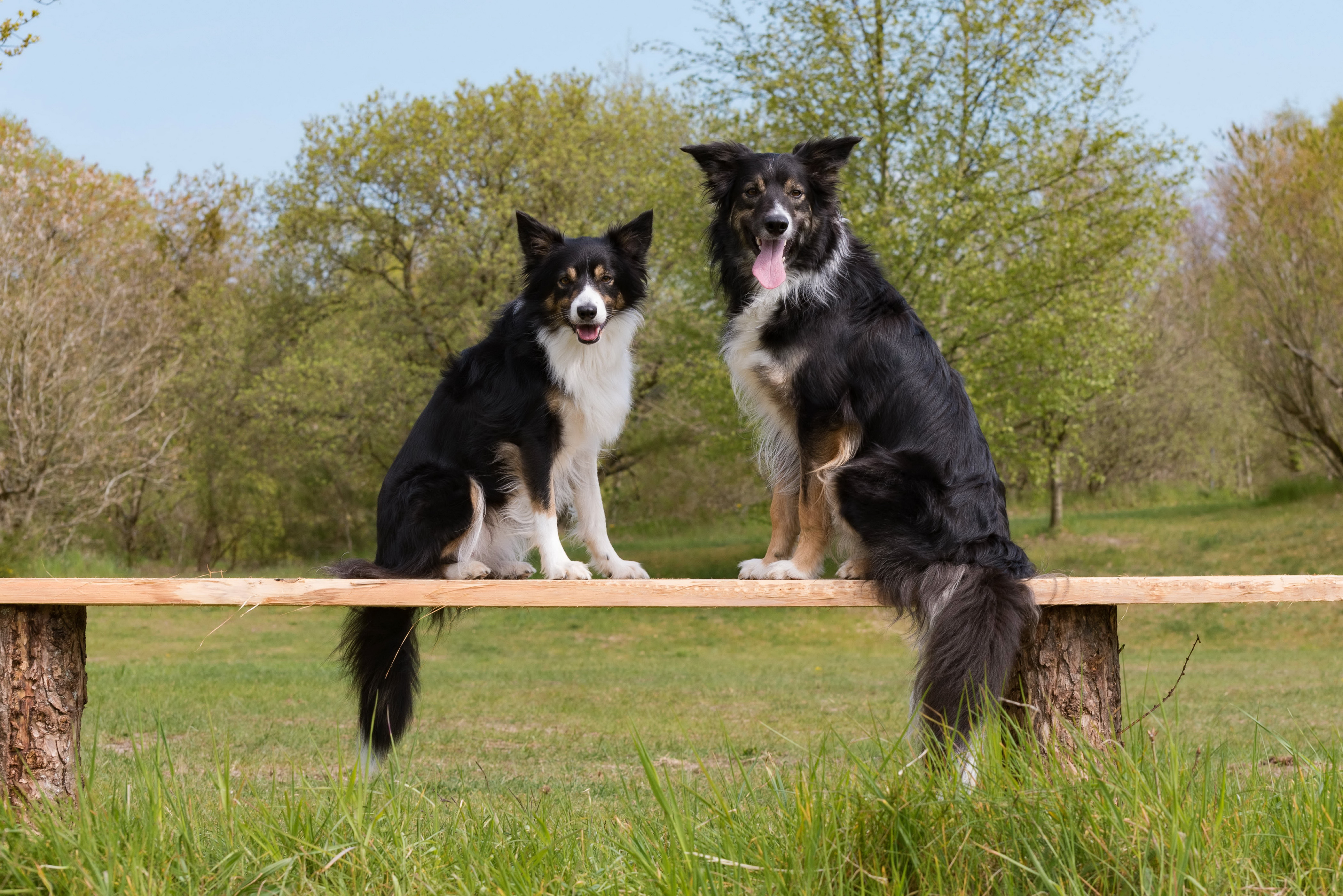 Téléchargez des papiers peints mobile Animaux, Chiens, Chien, Border Collie gratuitement.