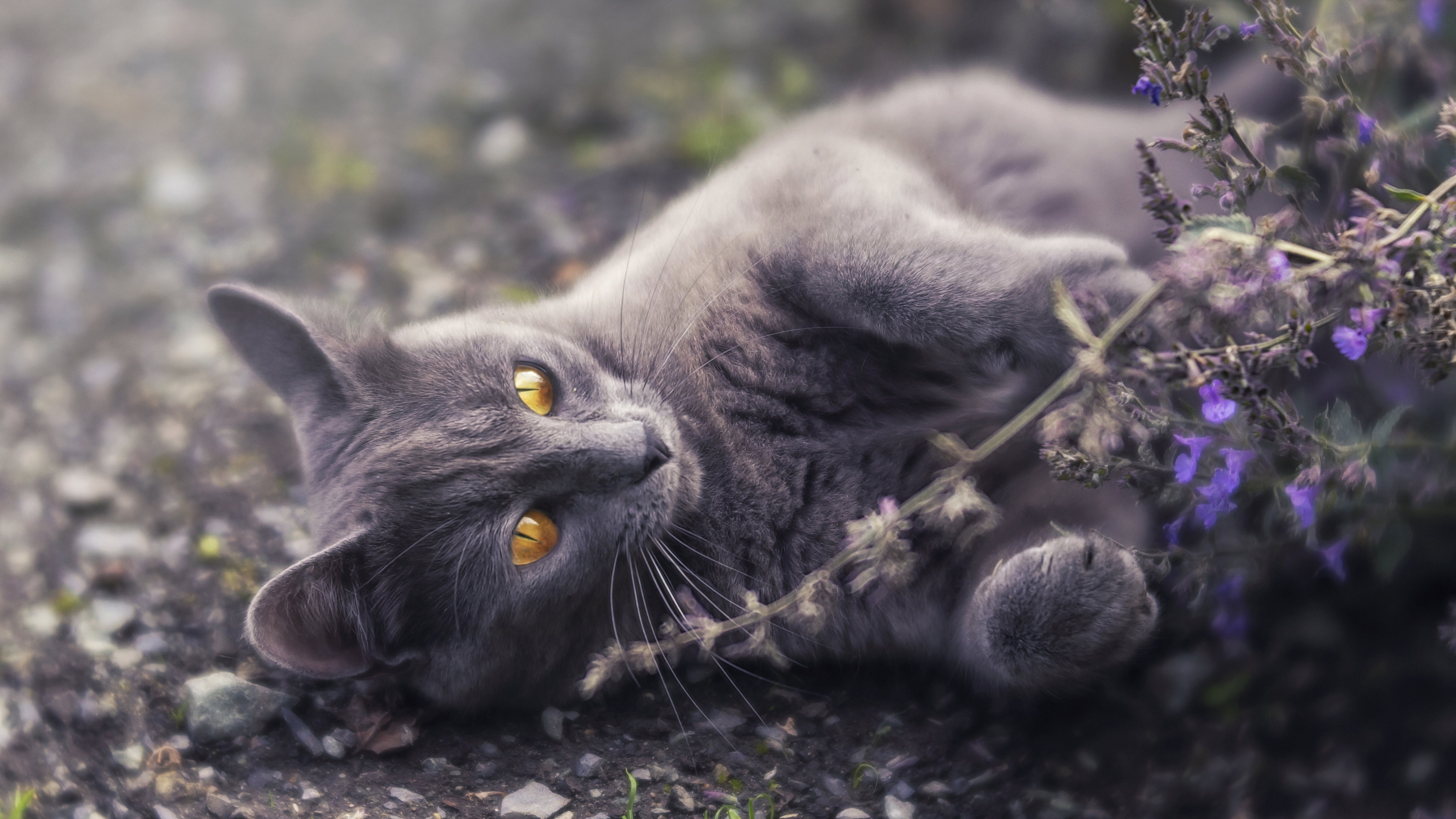 Baixe gratuitamente a imagem Gato, Gatos, Animais na área de trabalho do seu PC