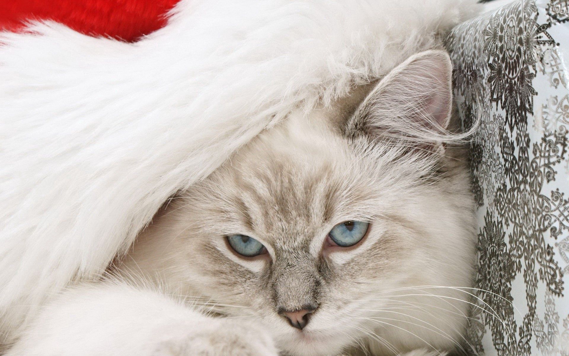 84955壁紙のダウンロード動物, 新年, ネコ, 猫, ふわふわ, ふかふかした, 銃口, サンタクロースの帽子, サンタの帽子, お祭り, お 祝い-スクリーンセーバーと写真を無料で
