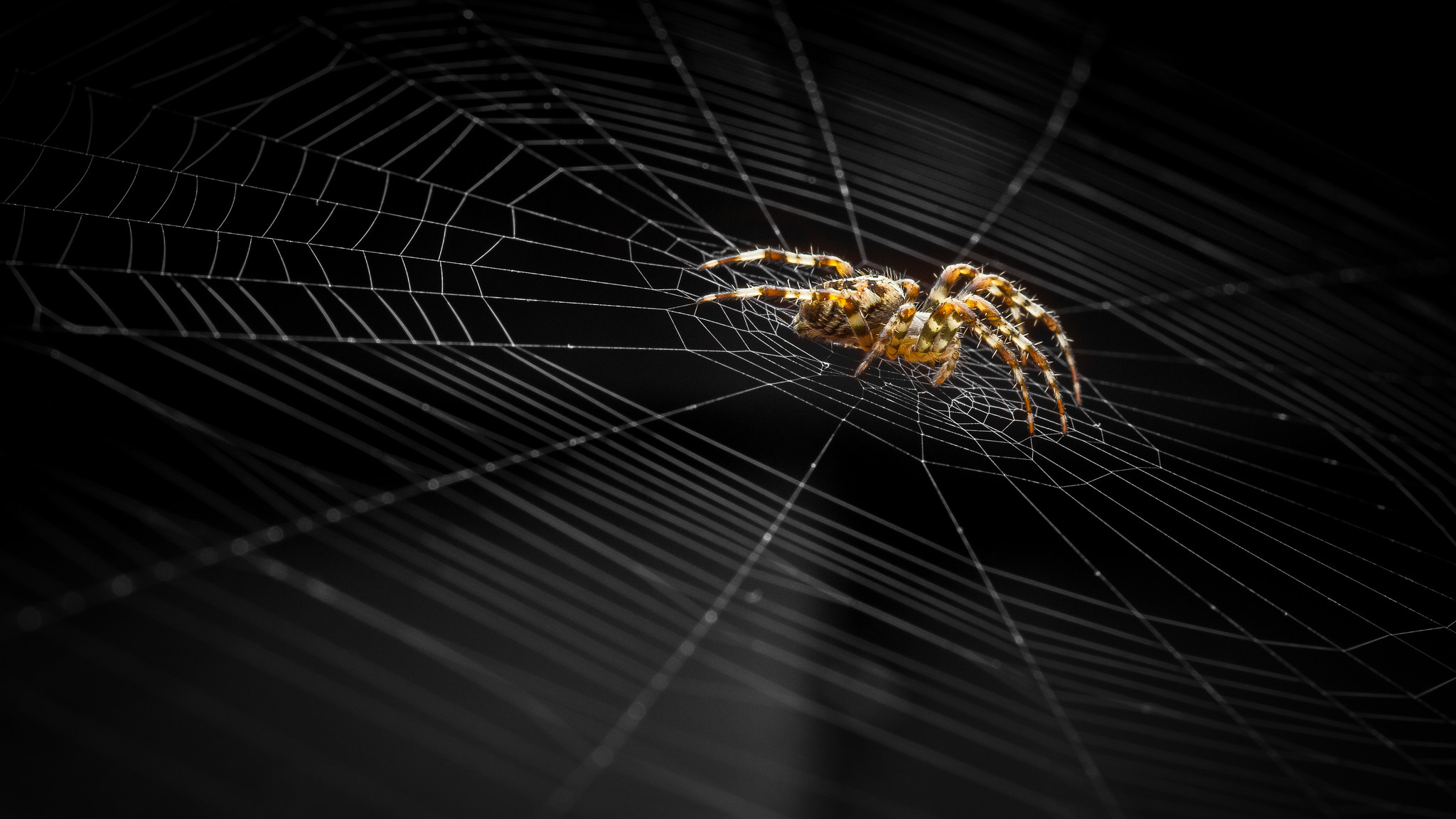 399552 baixar imagens animais, aranha, aracnídeo, macro, teia de aranha - papéis de parede e protetores de tela gratuitamente