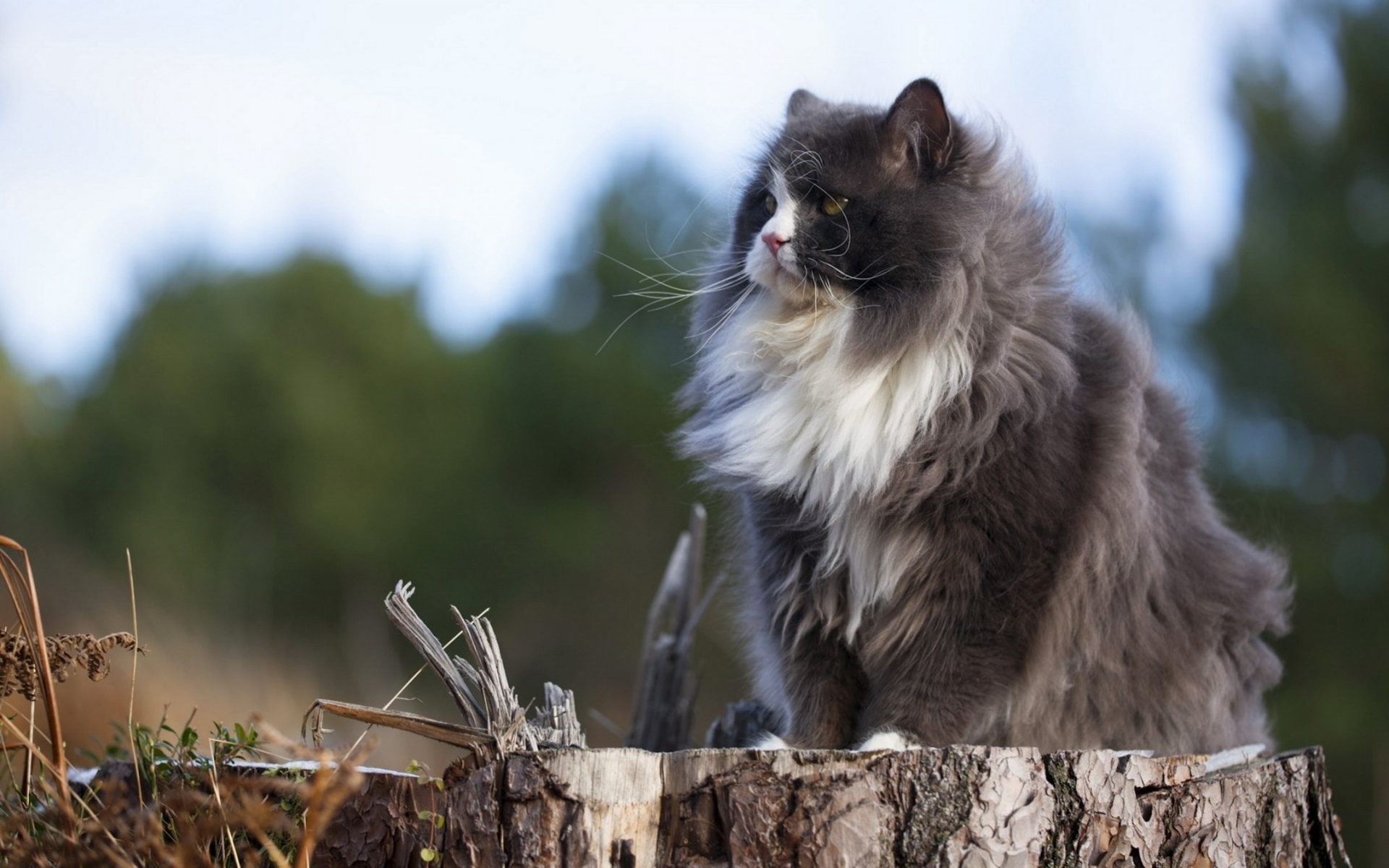 Handy-Wallpaper Tiere, Katze kostenlos herunterladen.