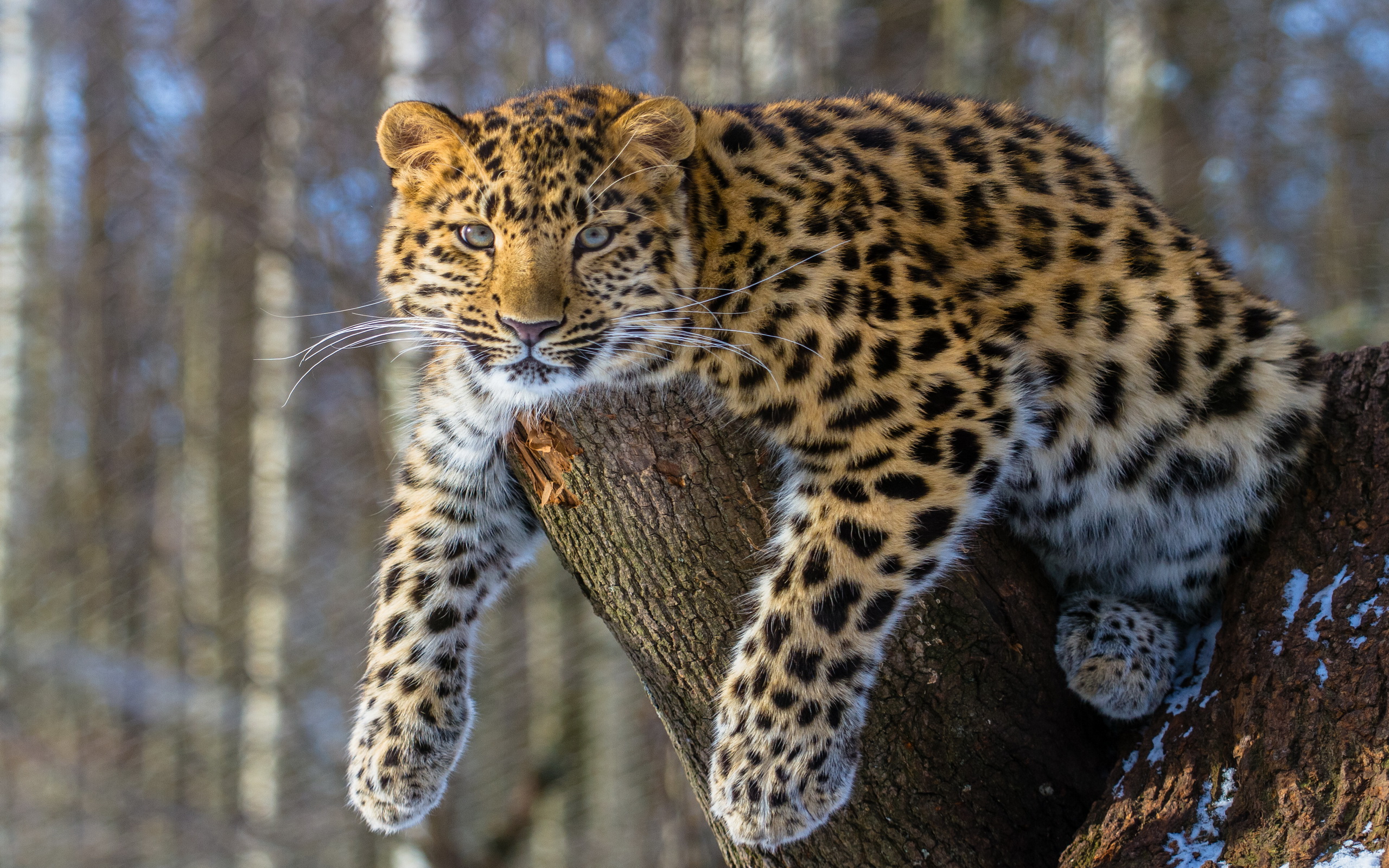 Descarga gratuita de fondo de pantalla para móvil de Leopardo, Gatos, Animales.