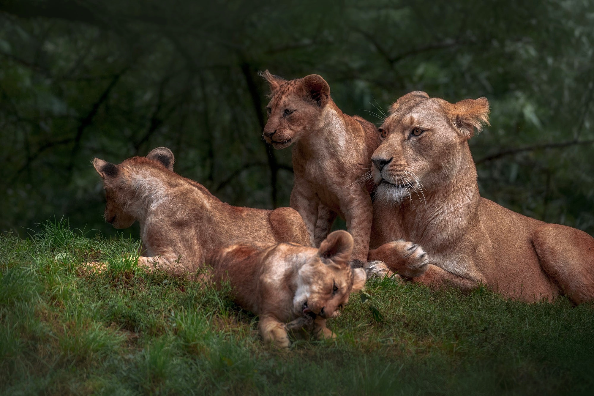 Free download wallpaper Baby Animal, Cub, Lion, Cats, Animal on your PC desktop