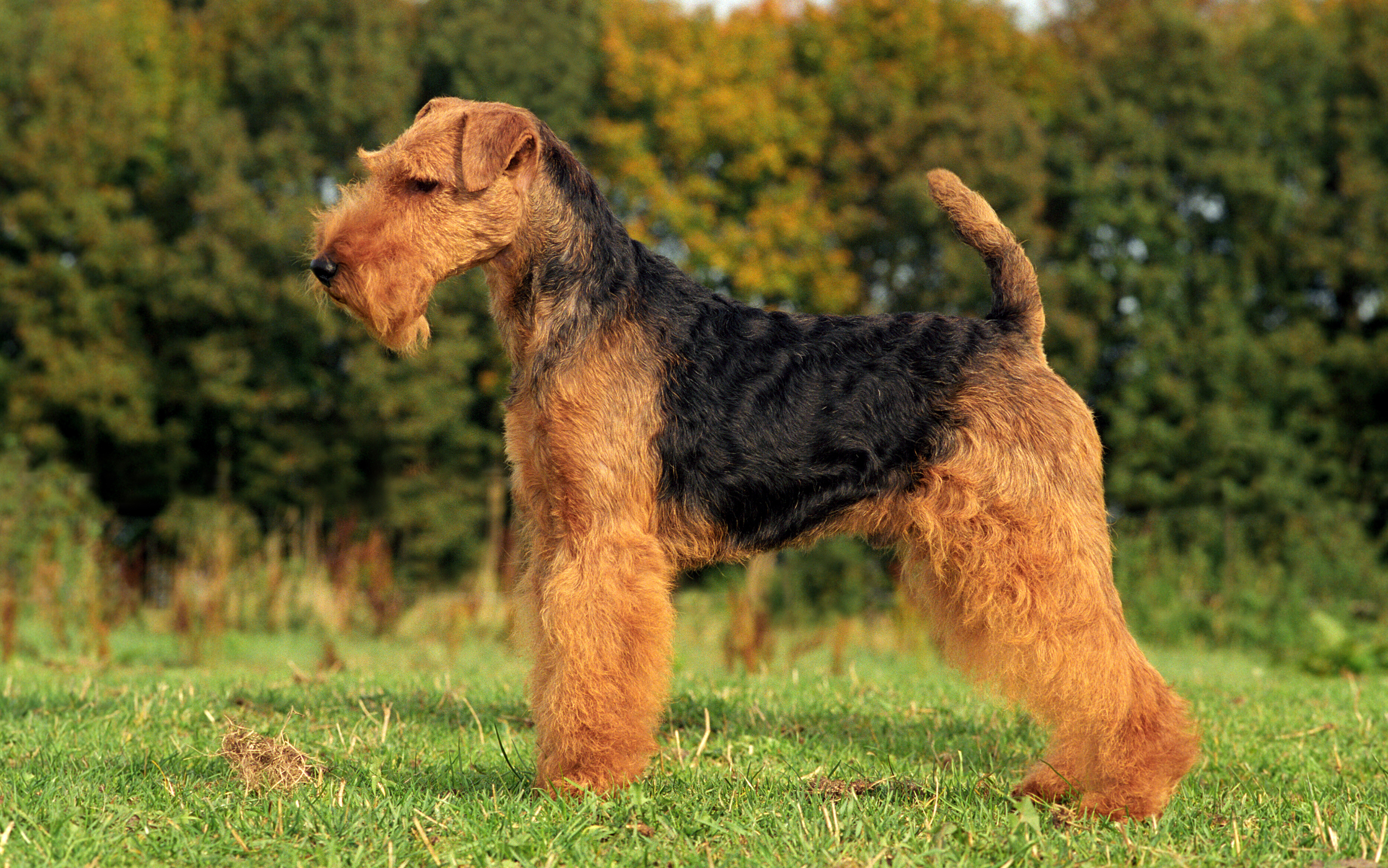 Die besten Welsh Terrier-Hintergründe für den Telefonbildschirm