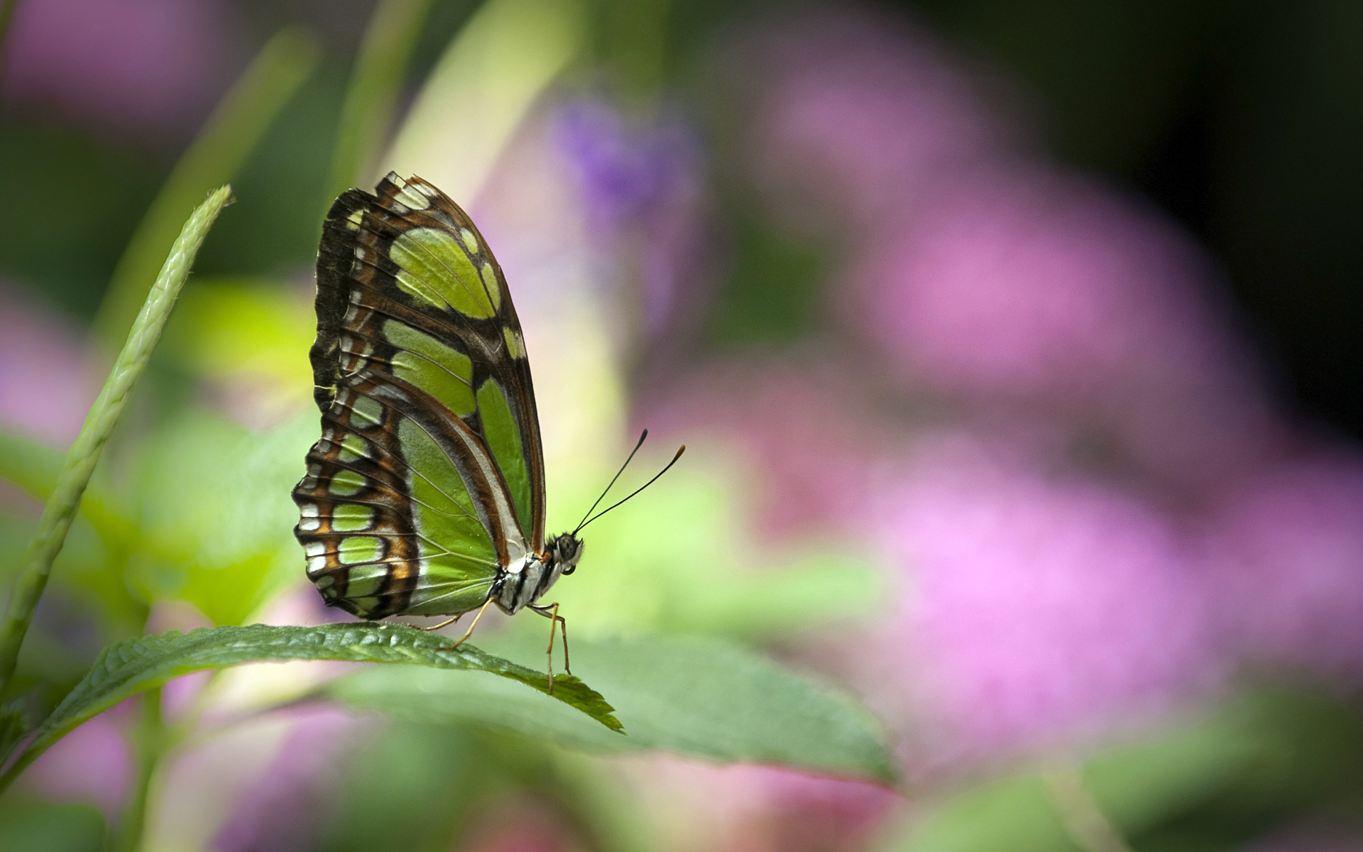 557535 descargar imagen animales, mariposa, difuminado, bokeh, verde, insecto: fondos de pantalla y protectores de pantalla gratis